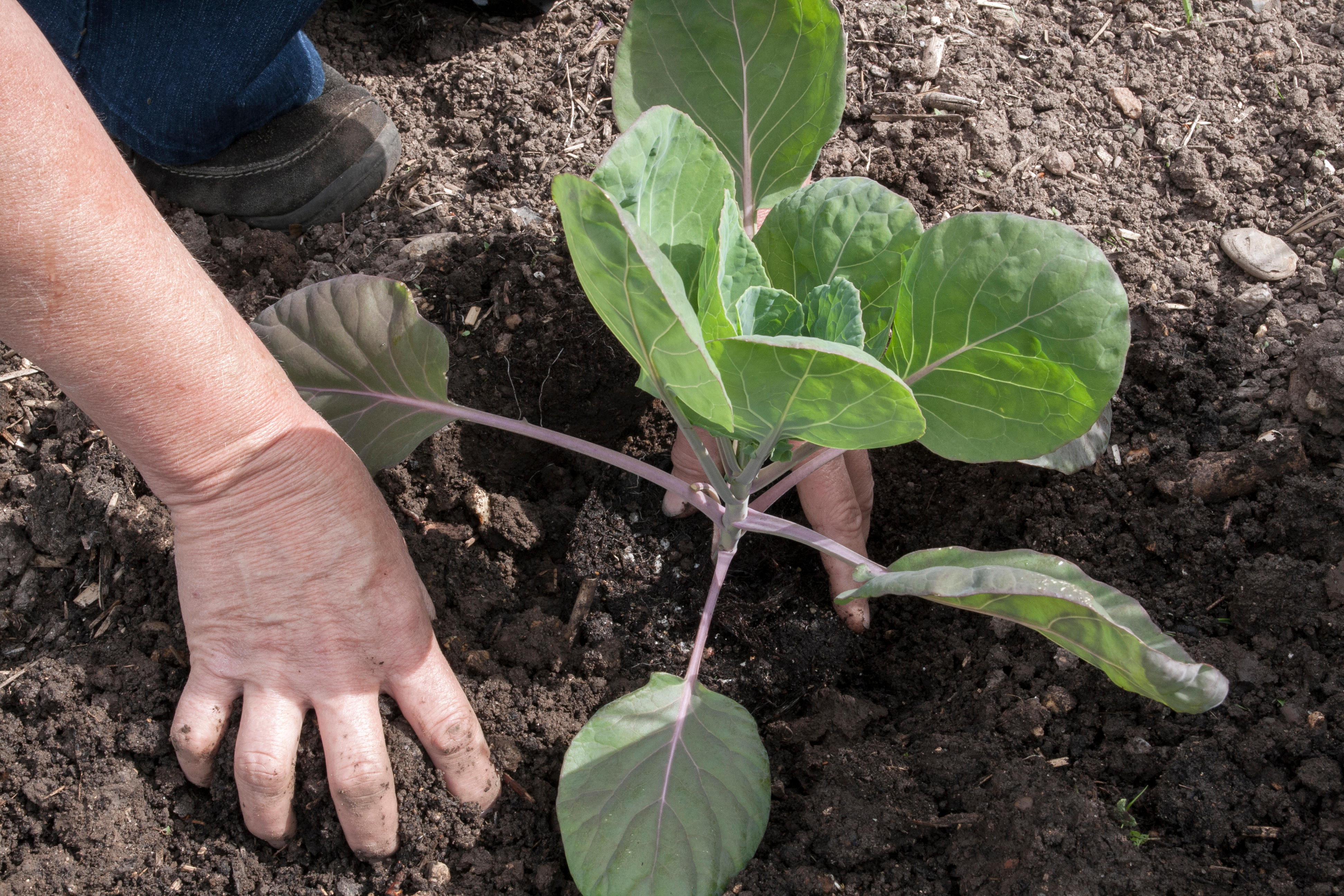 Planting out Brussels sprouts (Alamy/PA)