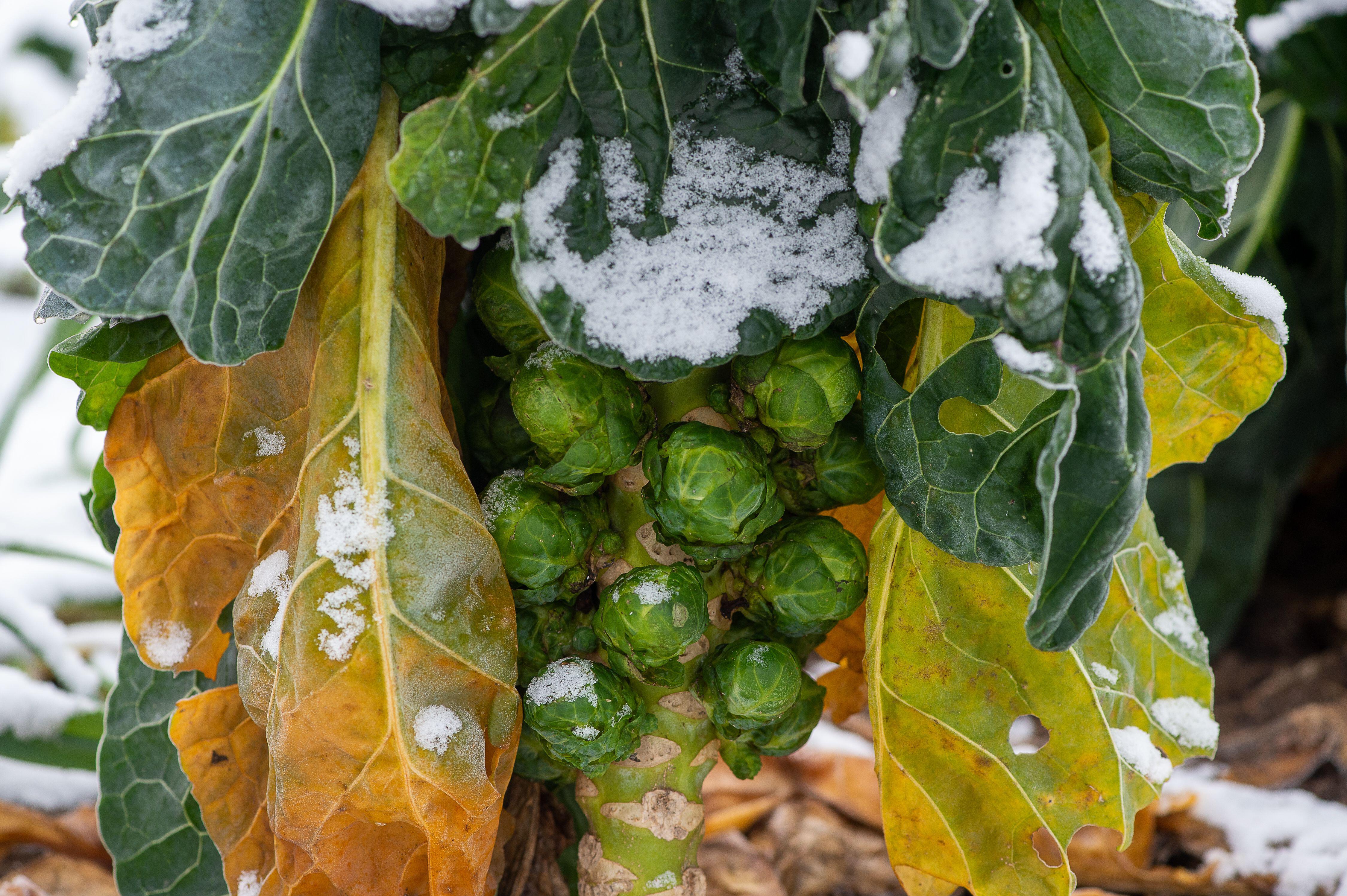 Brussels sprouts after frost (Alamy/PA)
