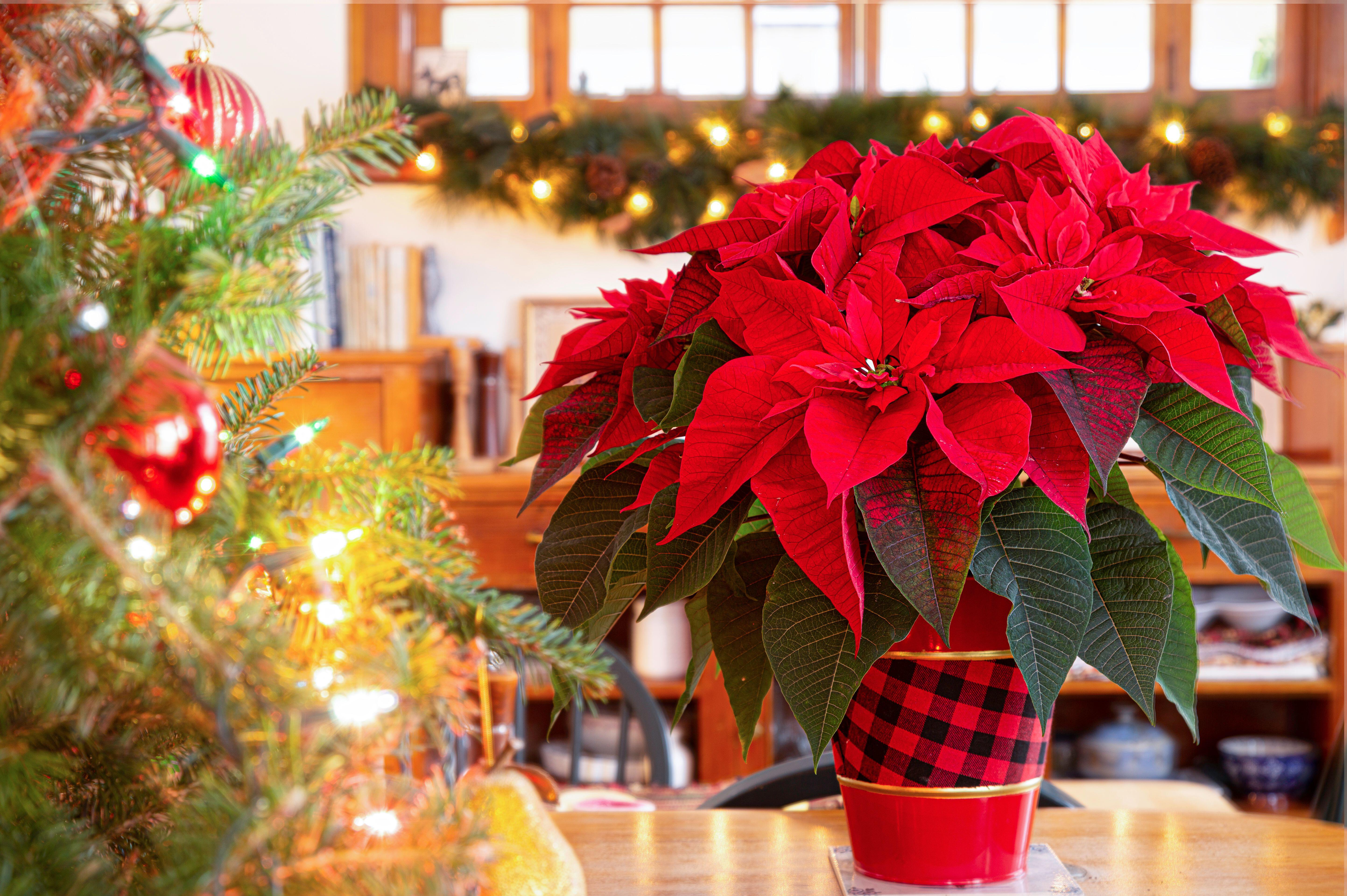 A poinsettia on a tabletop (Alamy/PA)