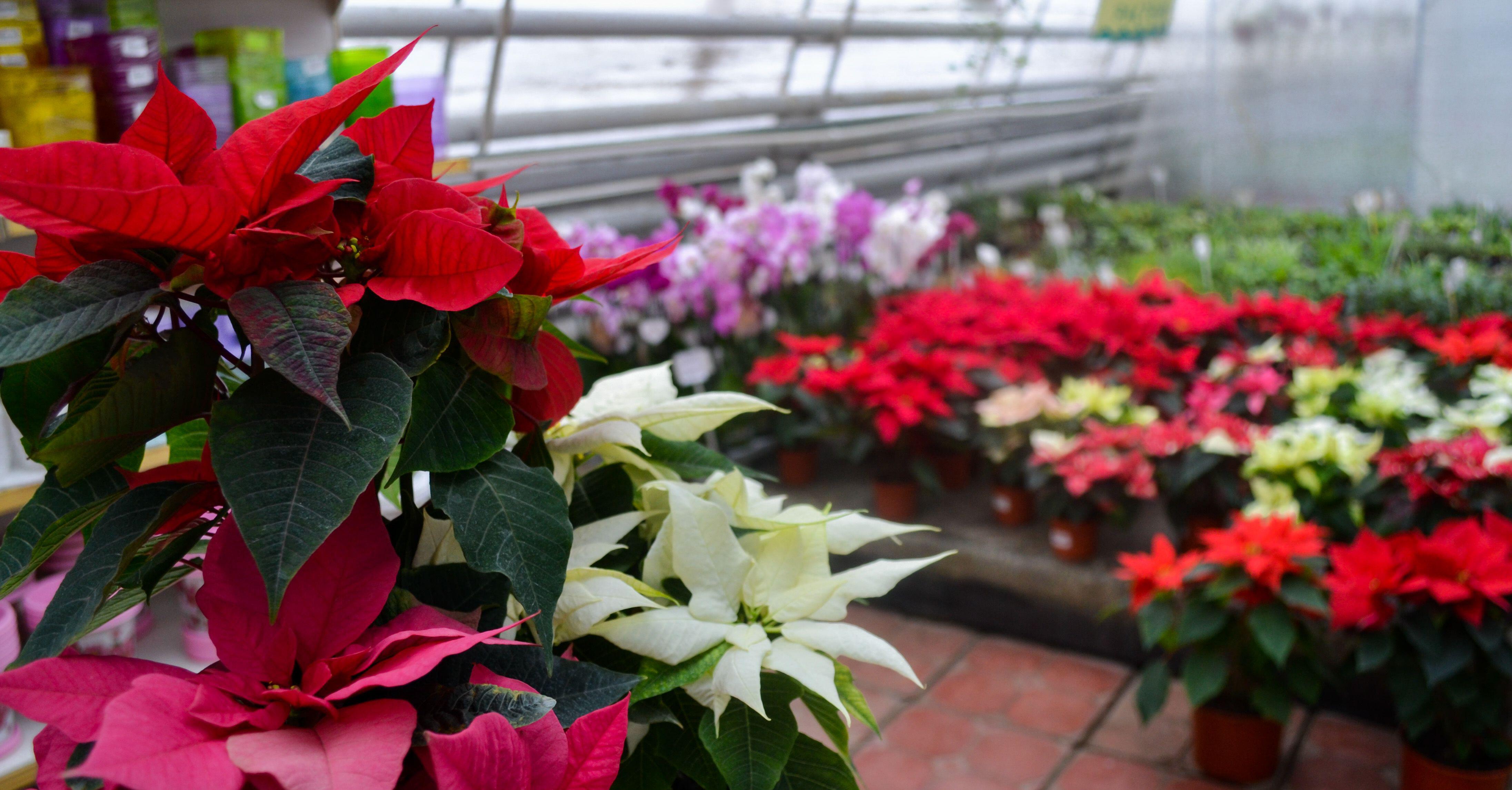 A group of poinsettias in different colours (Alamy/PA)
