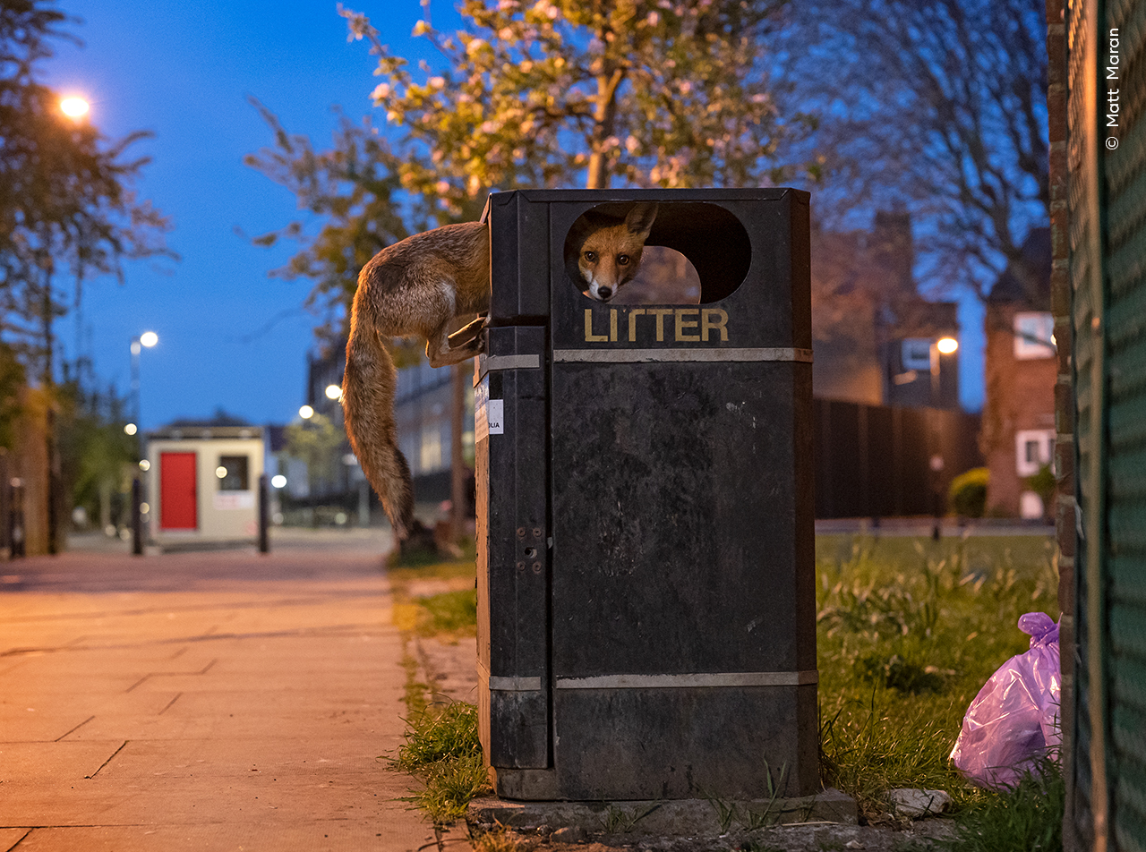A fox checking out a full London street bin (Matt Maran, Wildlife Photographer of the Year/PA)