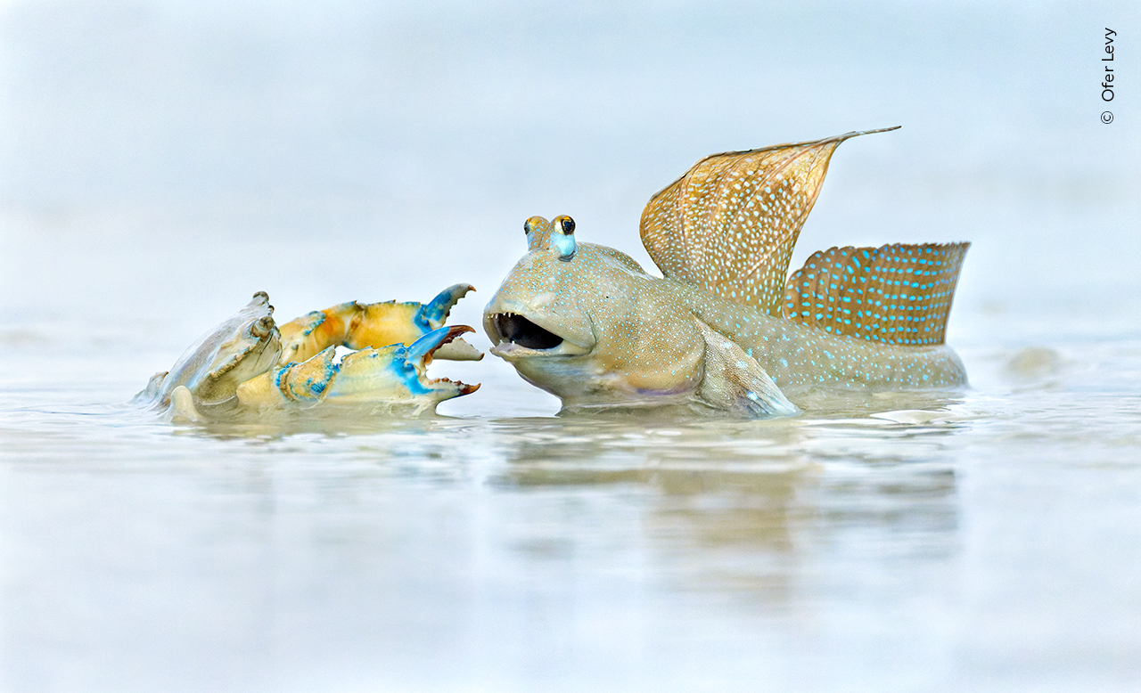 A mudskipper defending its territory from a crab (Ofer Levy, Wildlife Photographer of the Year/PA)