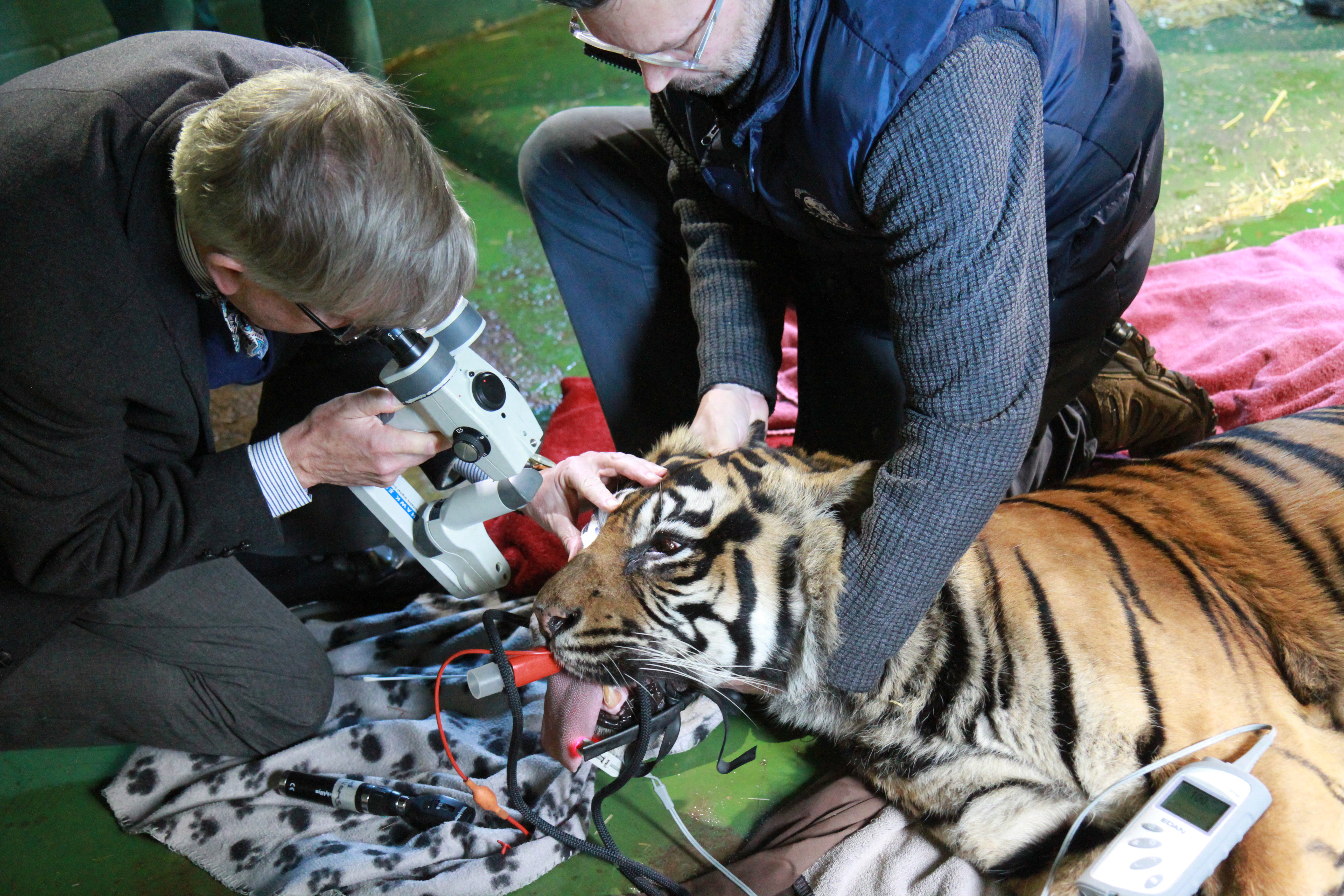 Sumatran tiger Ratna, 20, had her eye inspected at Shepreth Wildlife Park in Cambridgeshire this year, following an operation in 2021. (Cambridge University/ PA)
