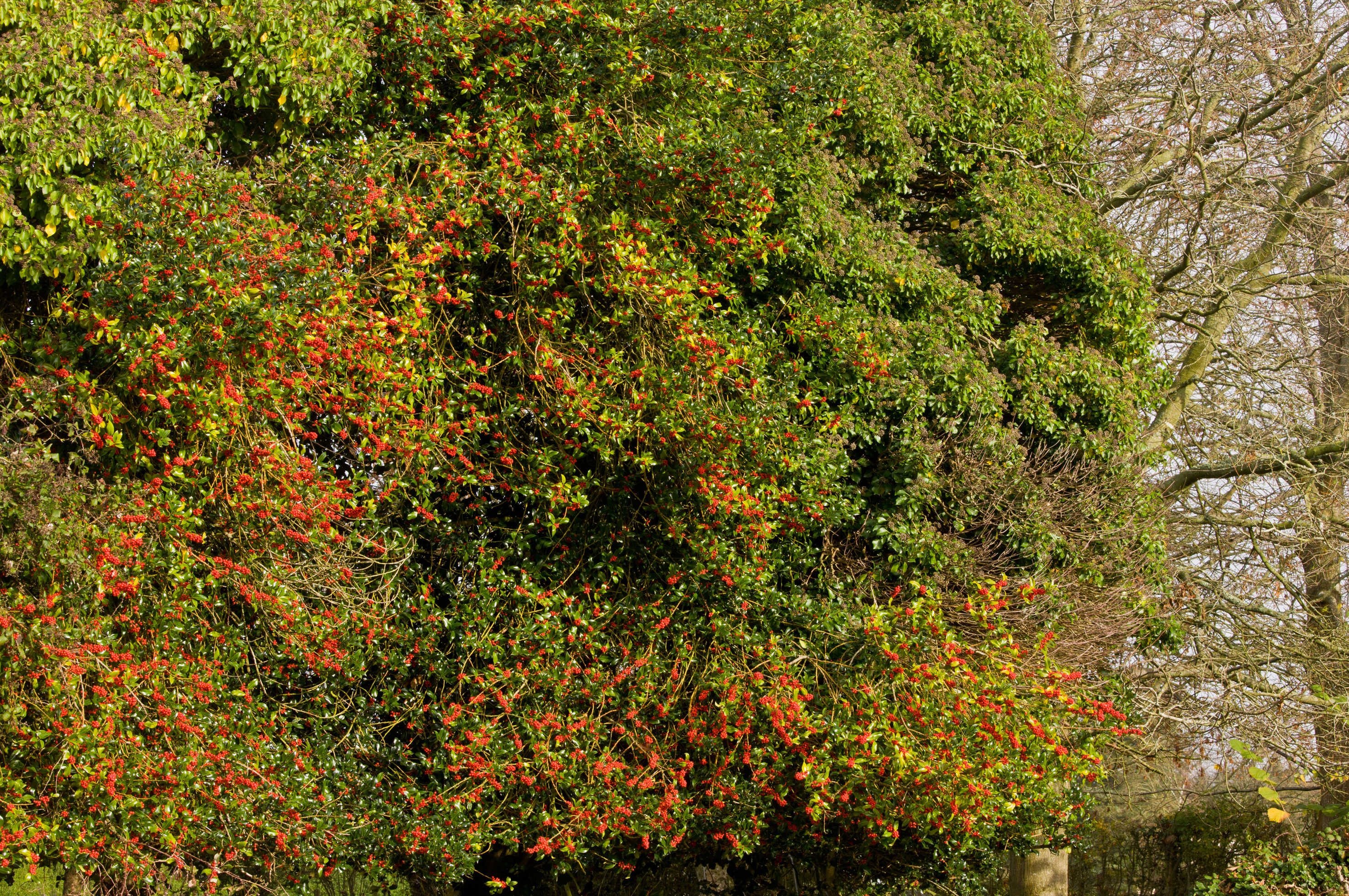 Mass of holly in berry and ivy in flower in mature hedge