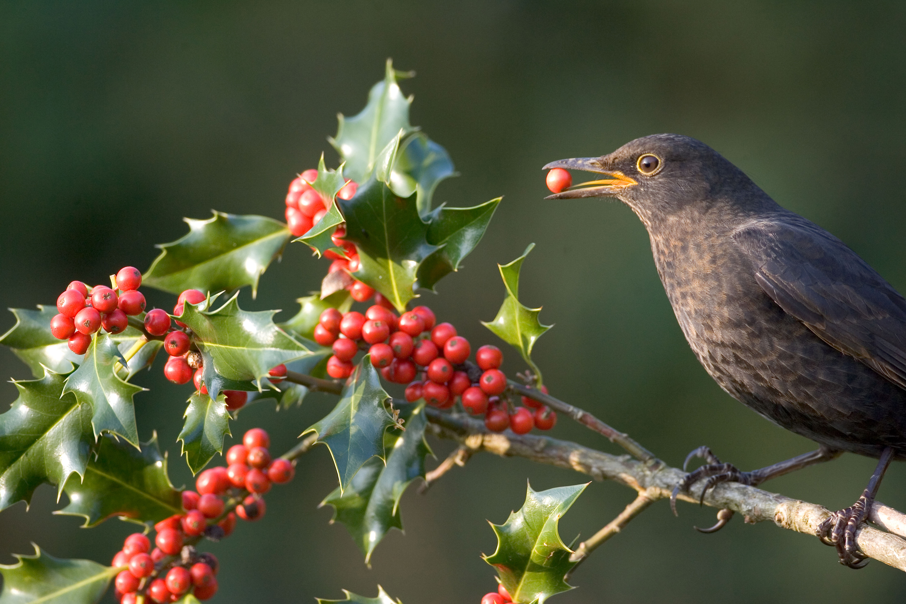 Blackbird feeding on holly berries