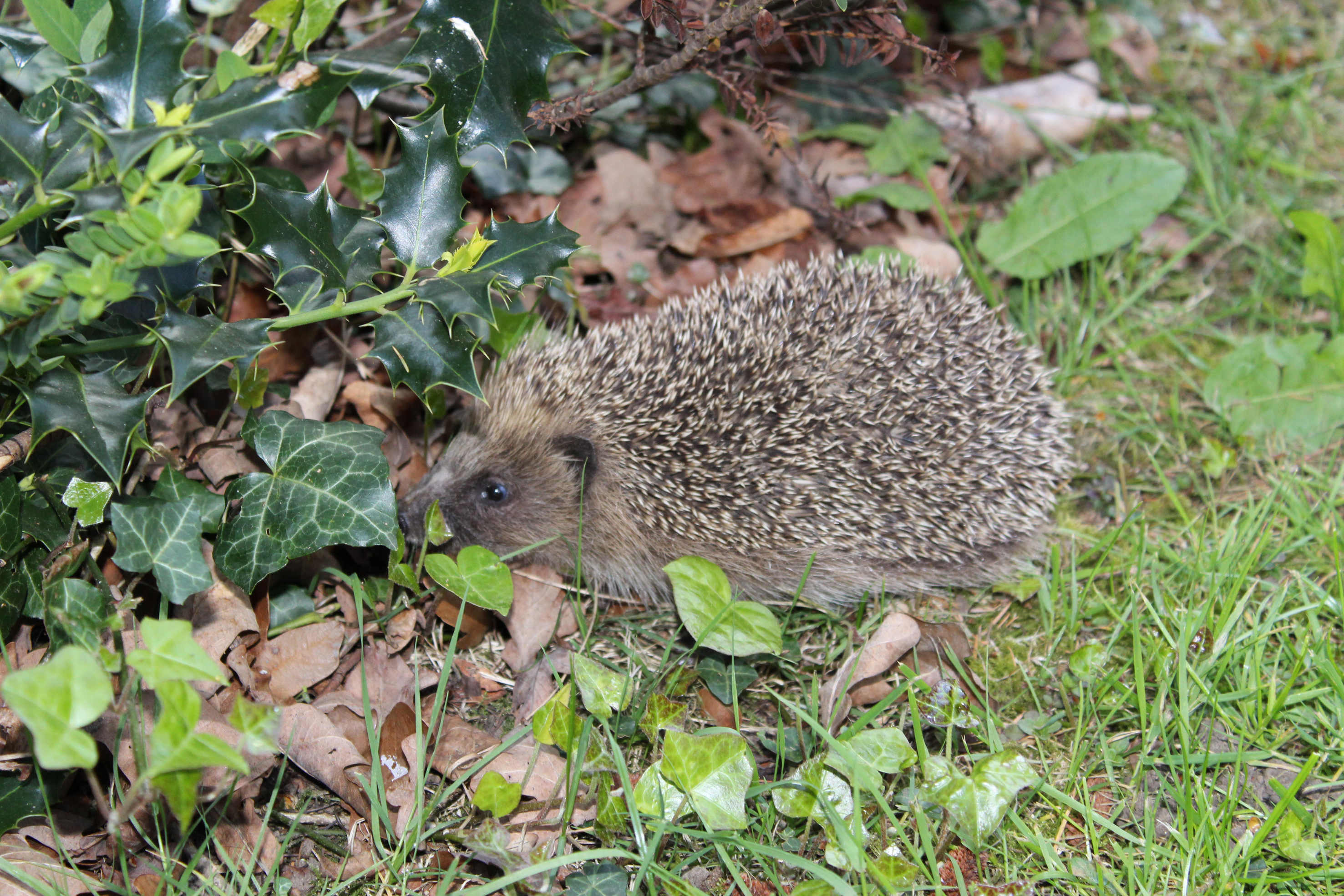 Hedgehog with holly tree