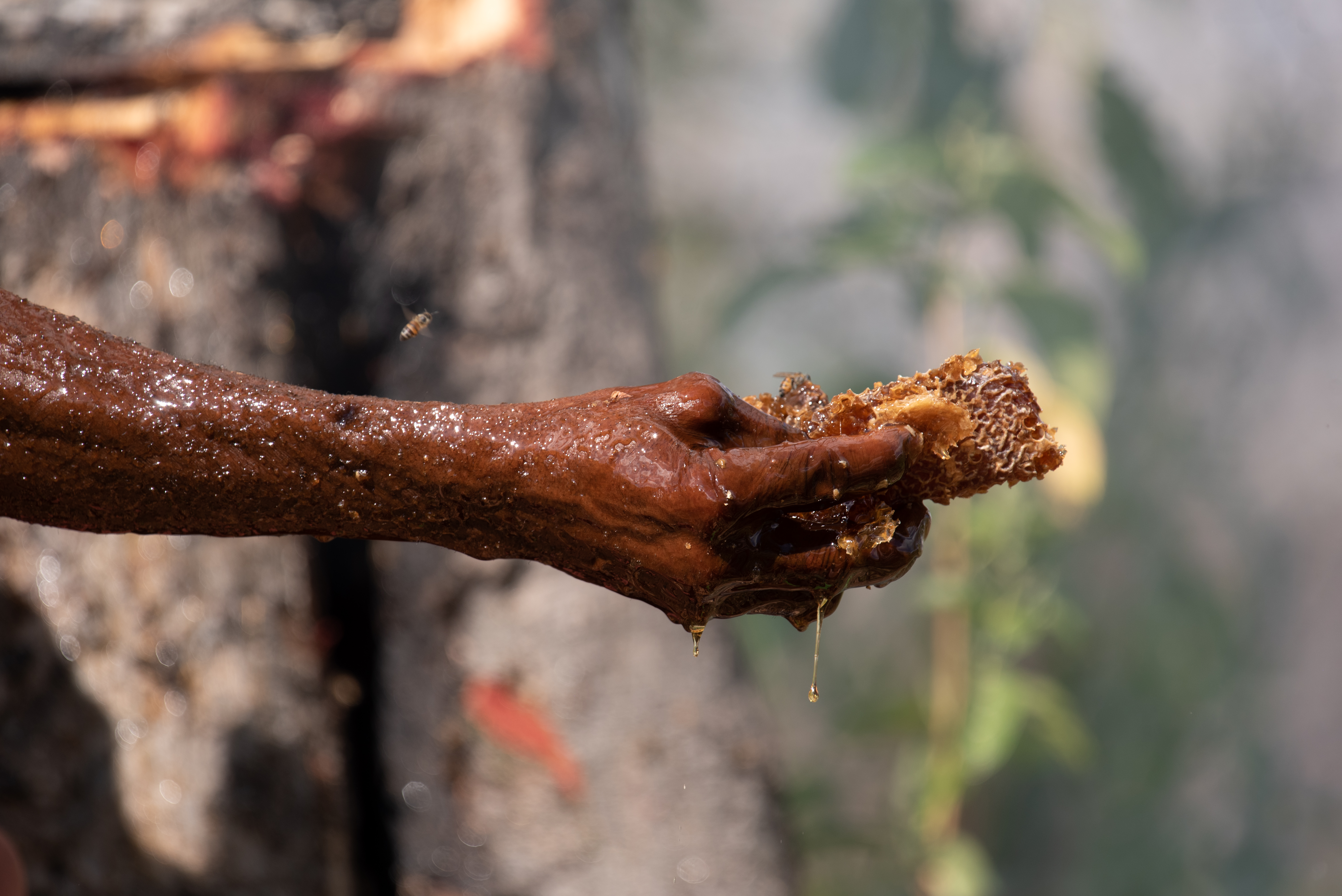 Honey-harvest in the Niassa Special Reserve in Mozambique