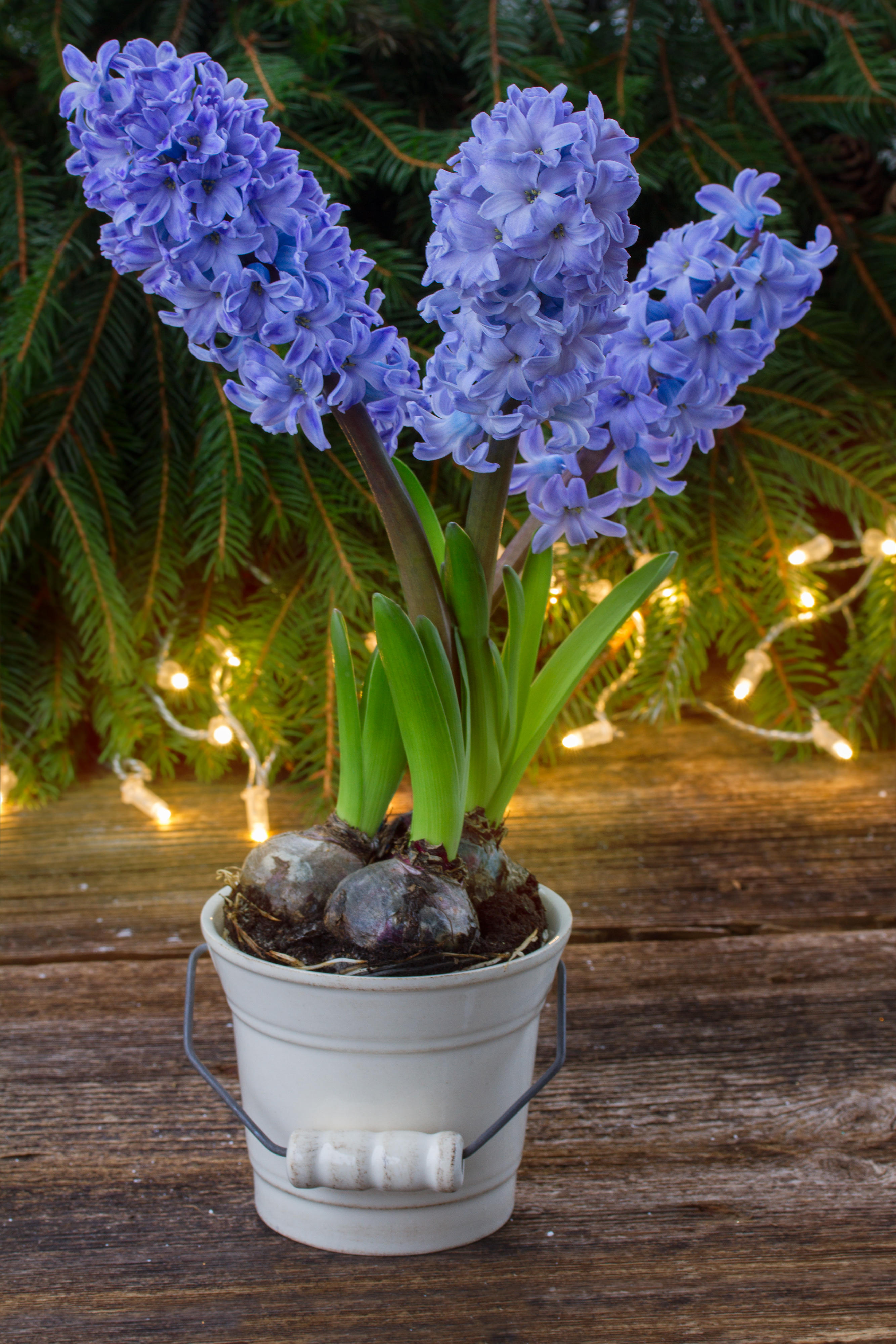 Forced hyacinths (Alamy/PA)