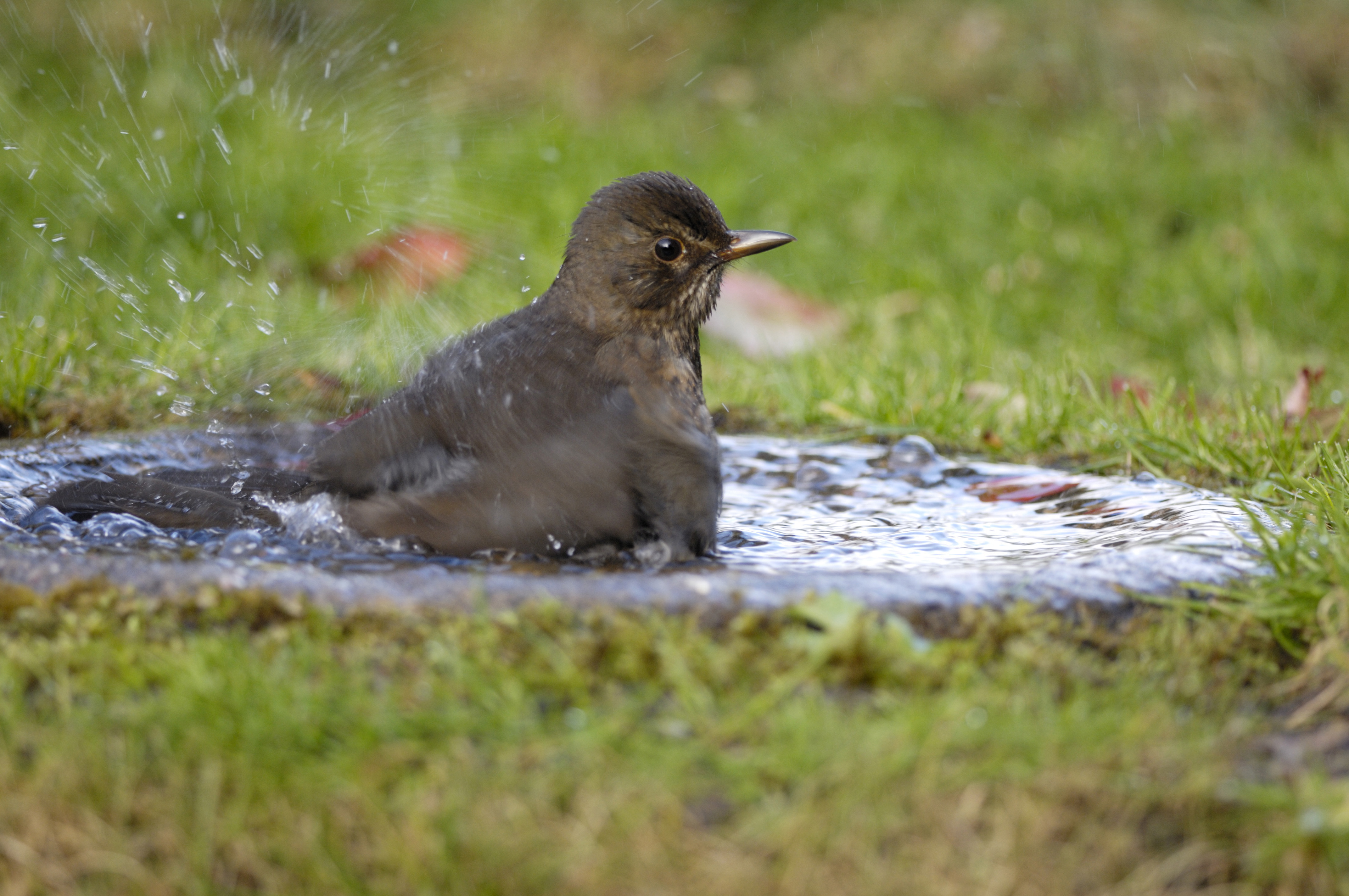 Blackbird bathing in a garden bird bath (Ray Kennedy/rspb-images.com/PA)