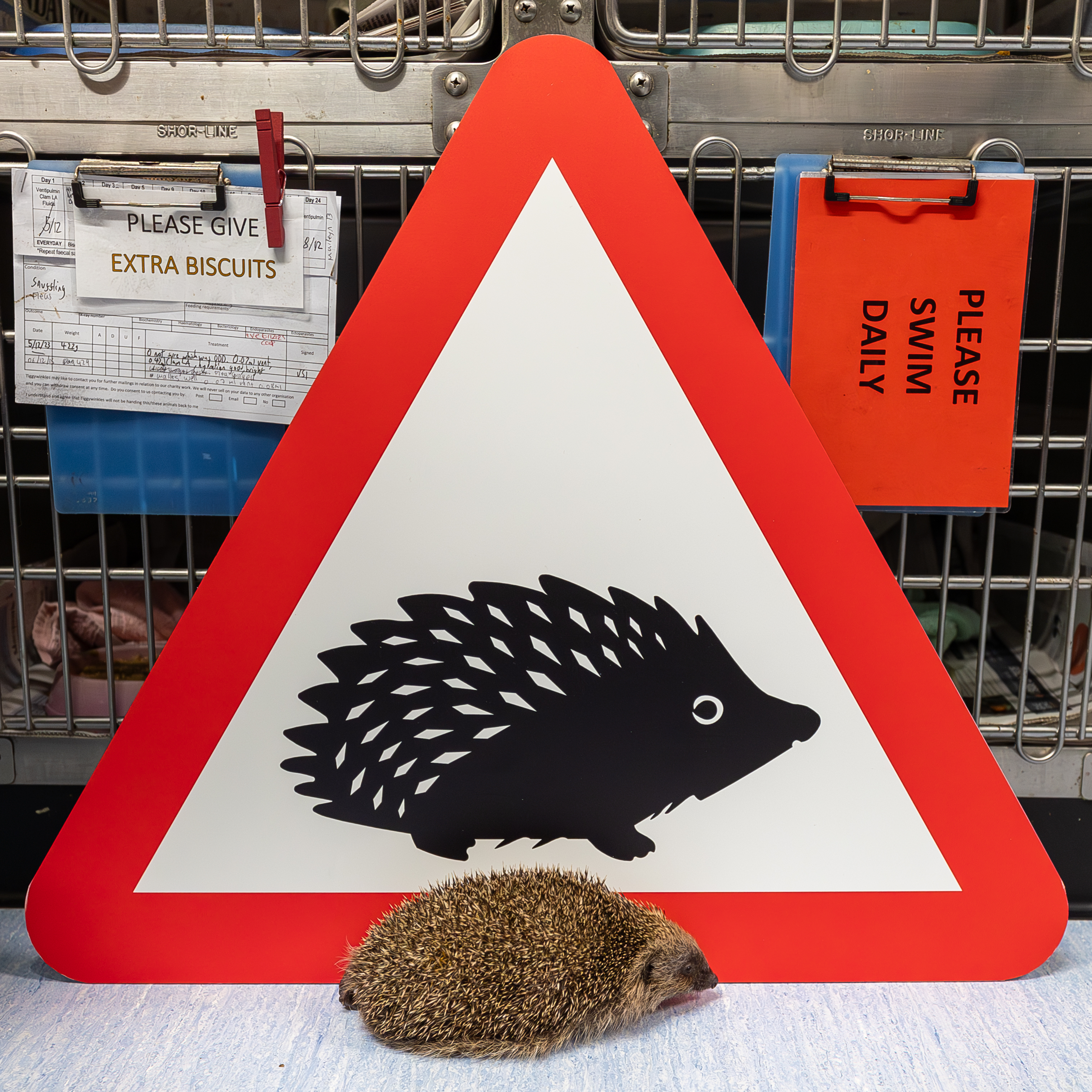 A hedgehog in front of the small mammals road sign