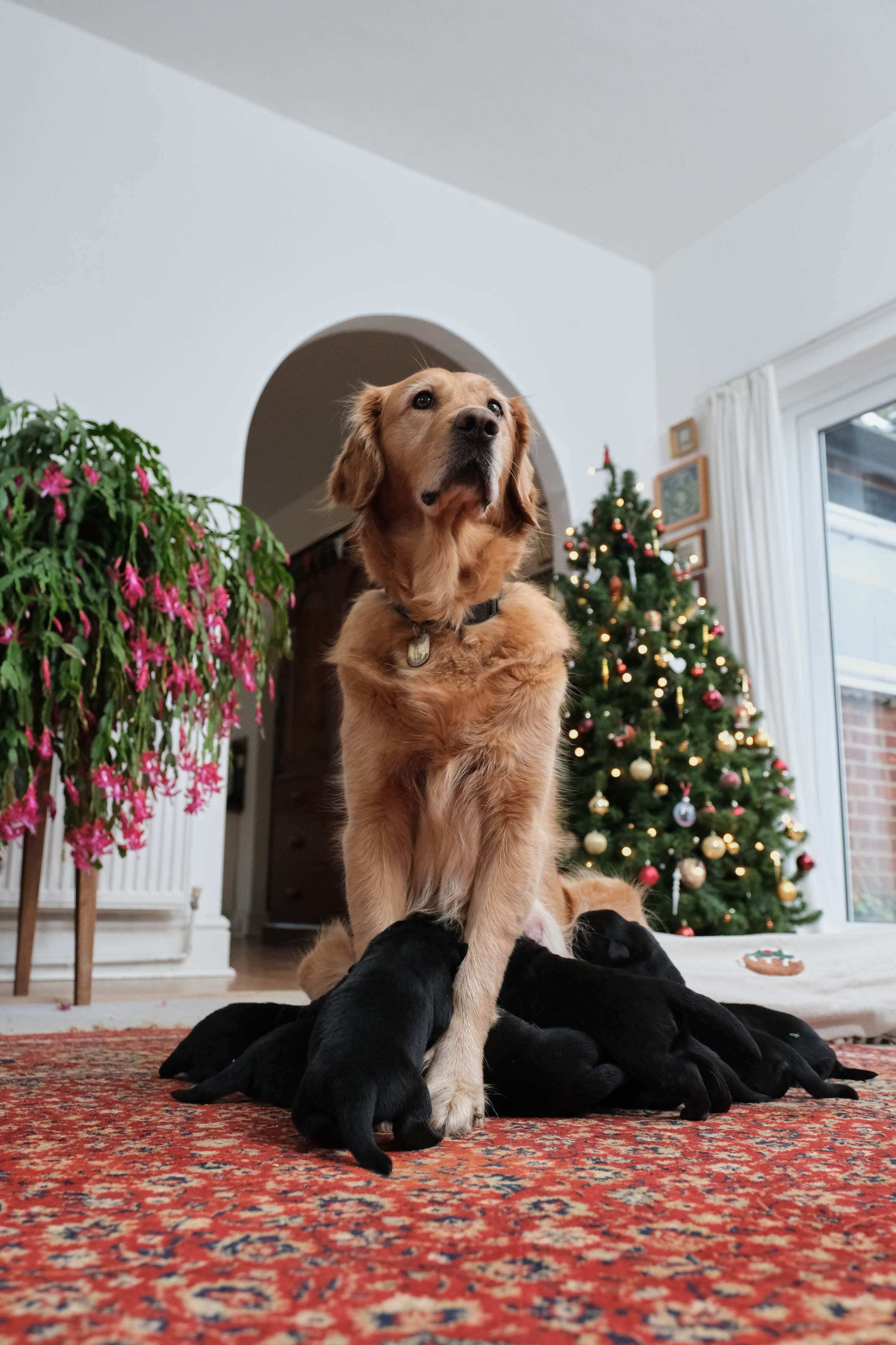 Puds standing in front of a Christmas tree with her nine puppies next to her