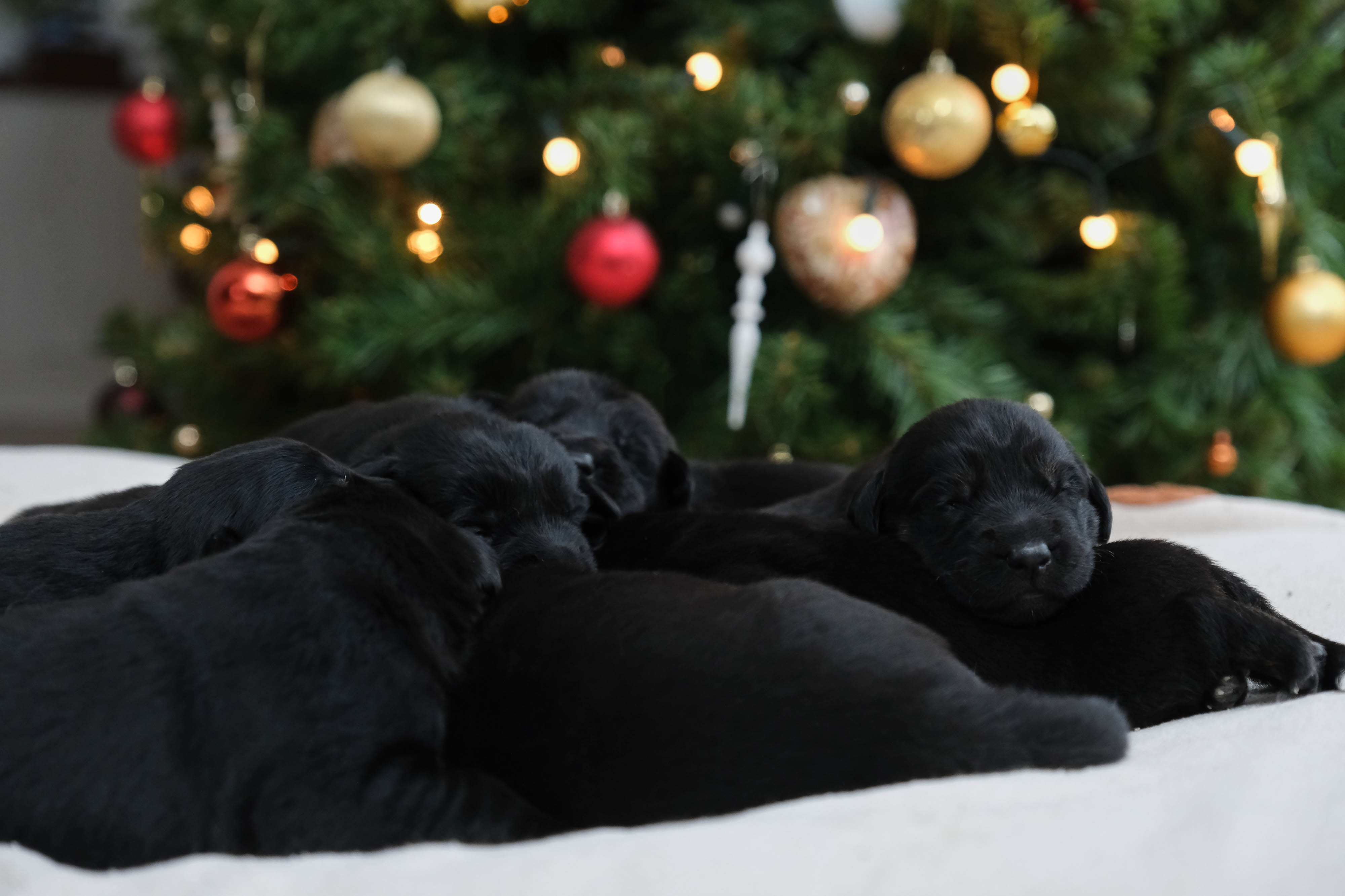 The nine puppies with black fur sitting in front of a Christmas tree