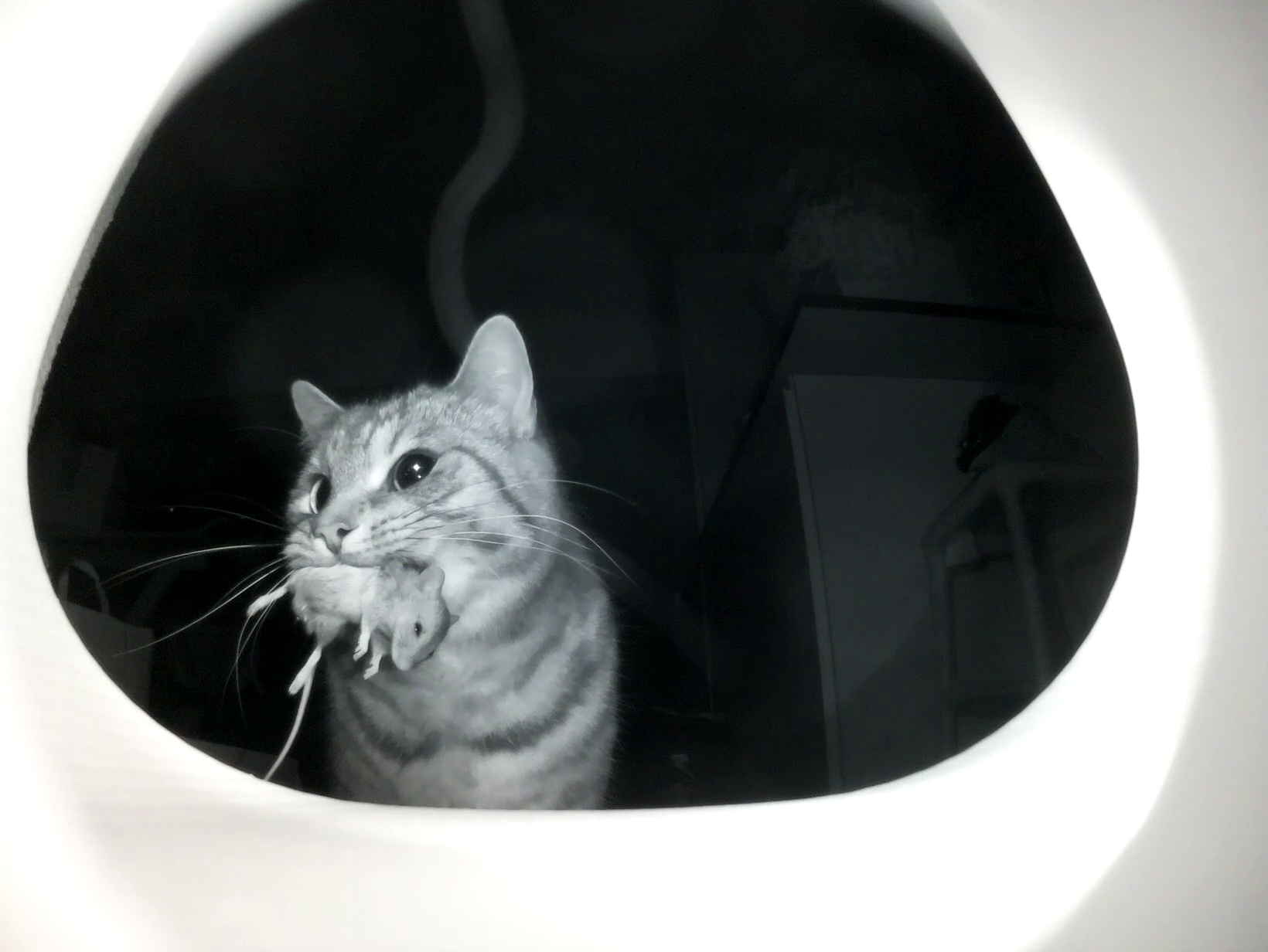 Flappie smart cat flap which can detect when a pet brings home prey