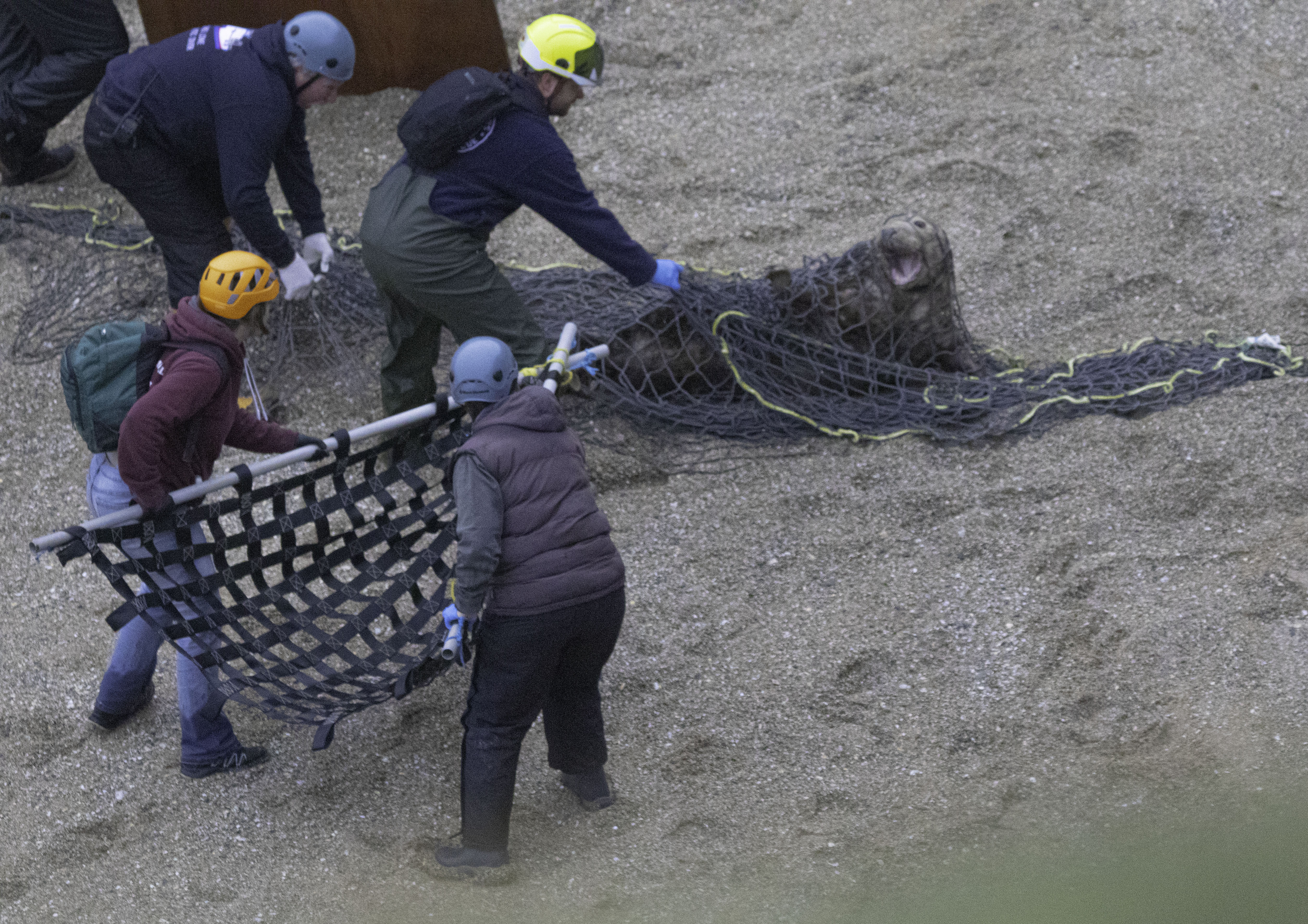 The rescue operation was mounted by the Seal Rescue Trust and the British Divers Marine Life Rescue (Andy Rogers/Seal Research Trust/PA)
