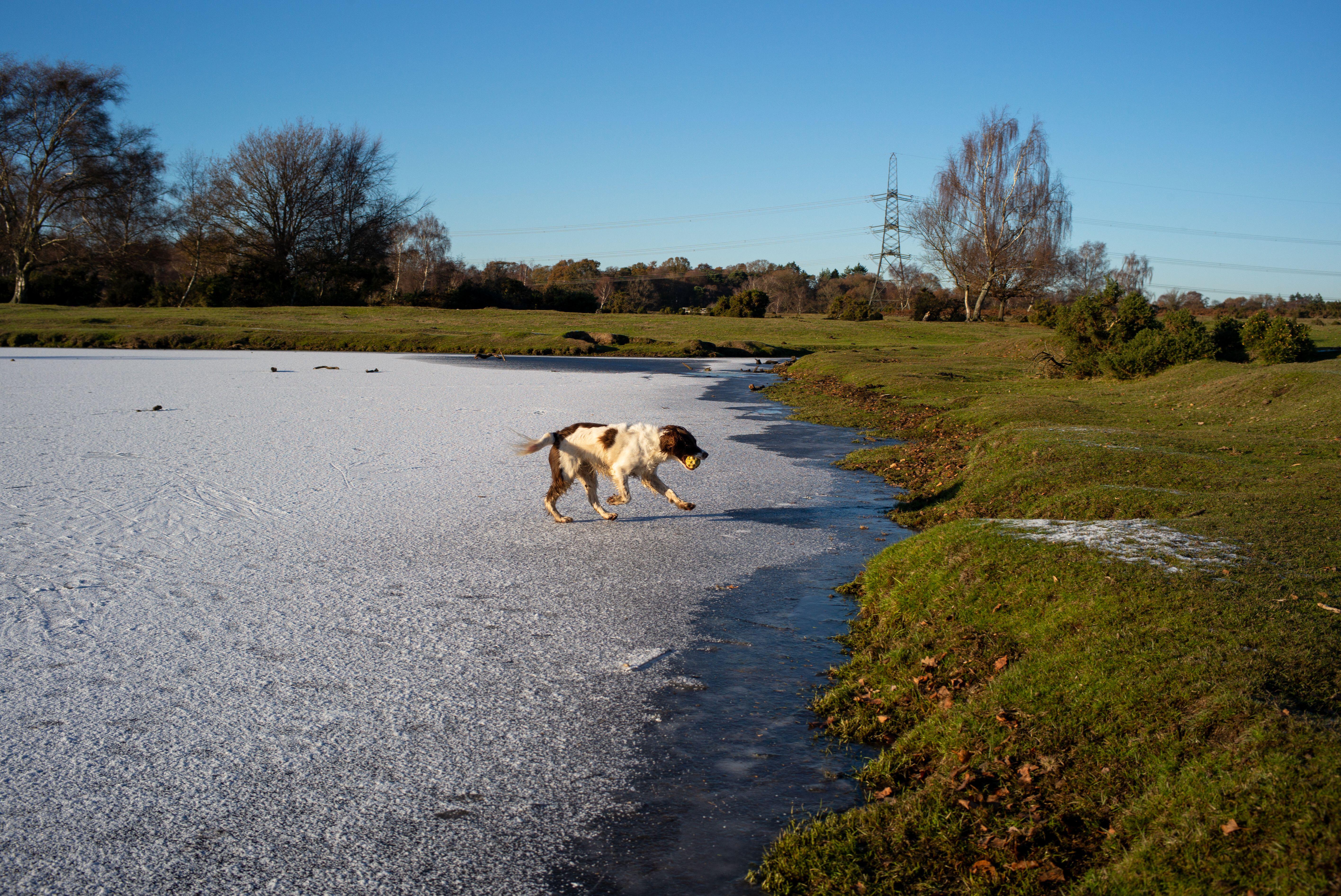 A English springer spaniel runs across the frozen ice of Sturtmoor Pond situated in the Plaitford Common just outside The New Forest UK.