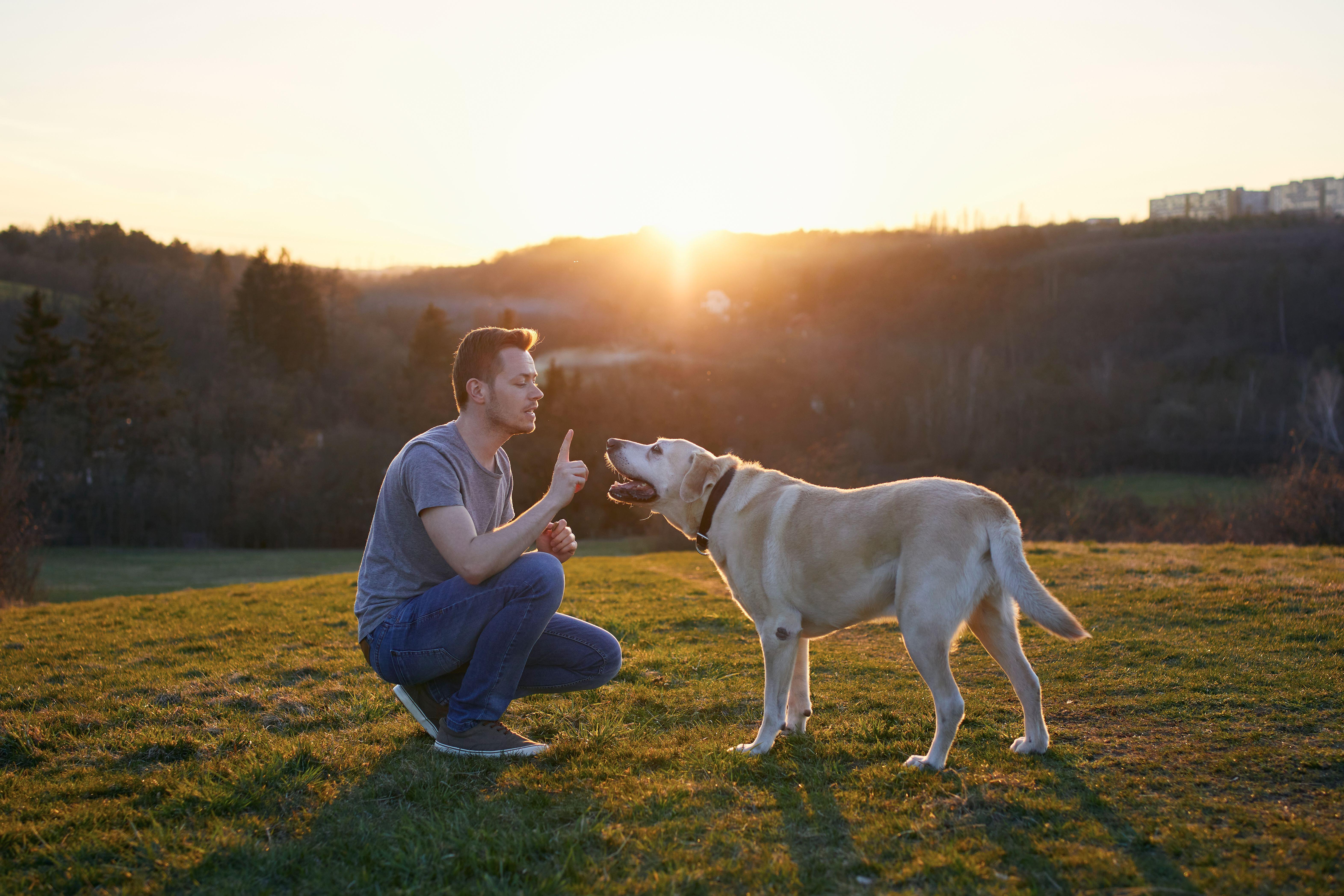 Man teaching his dog. Pet owner with labrador retriever on meadow at sunset.