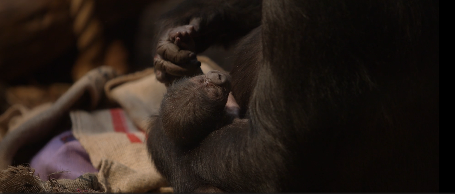 Gorilla cradles her newborn