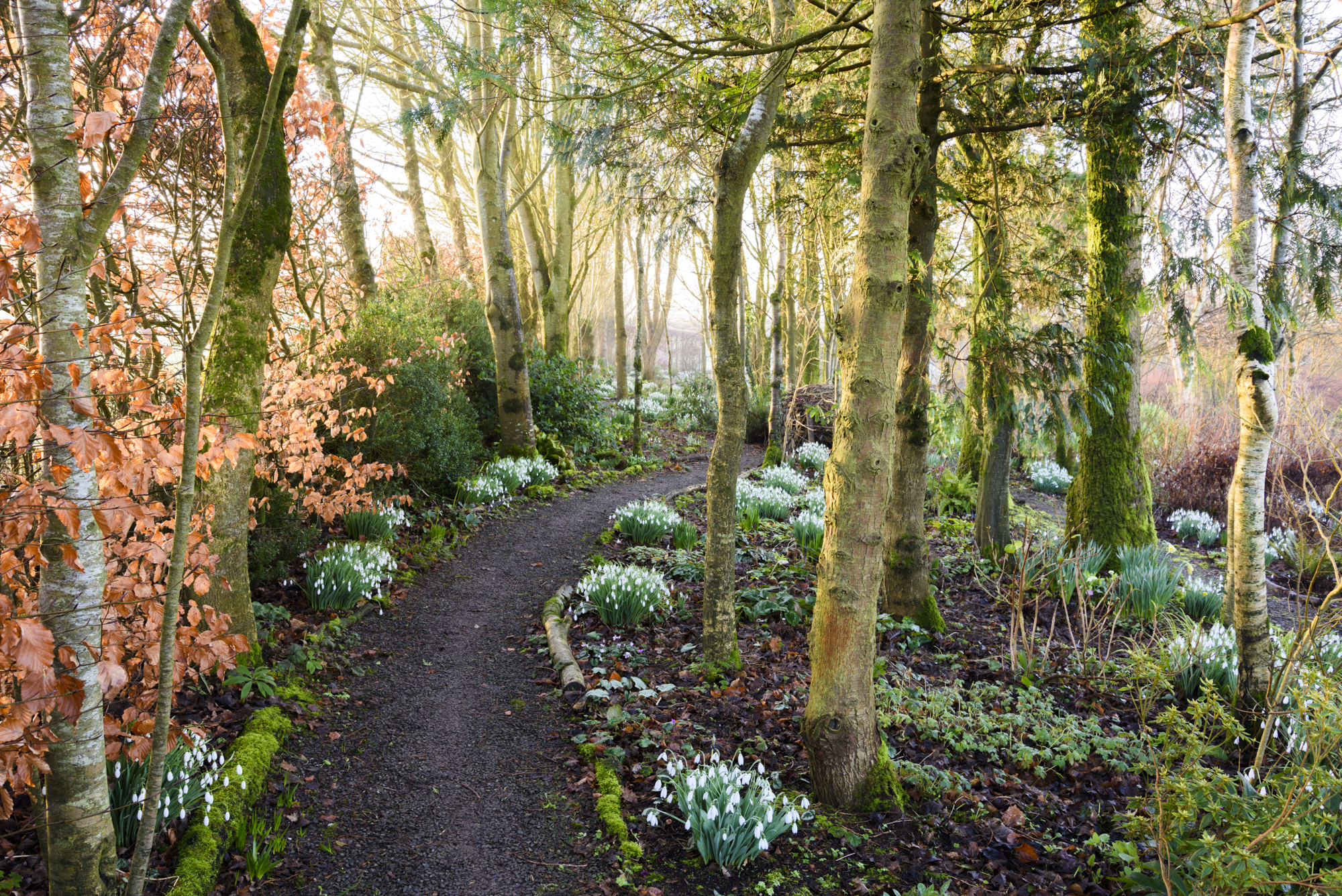 Path edged with clumps of snowdrops at Higher Cherubeer (Carole Drake/NGS/PA)