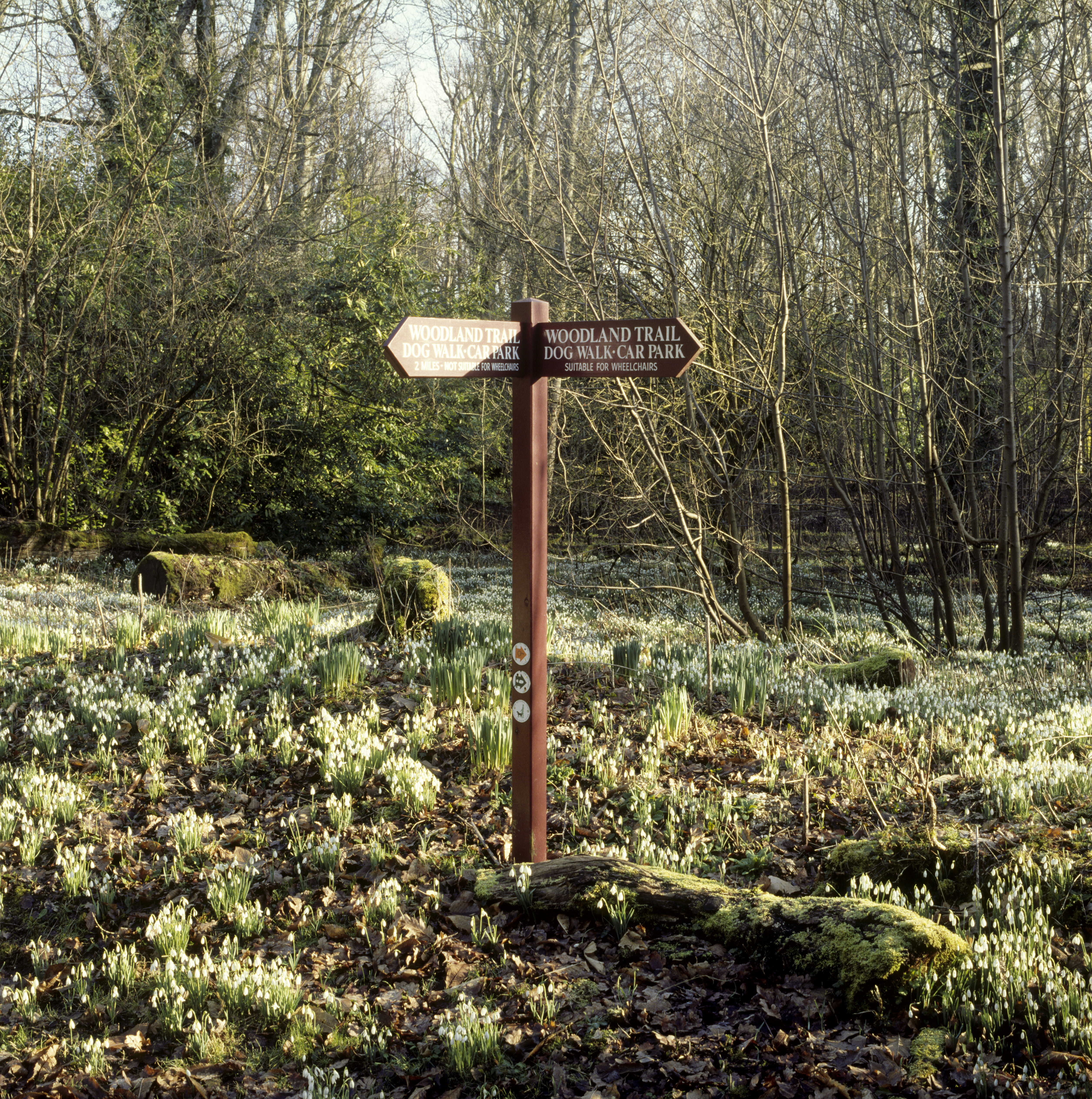 Snowdrops at Kingston Lacy (Richard Pink/National Trust Images/PA)