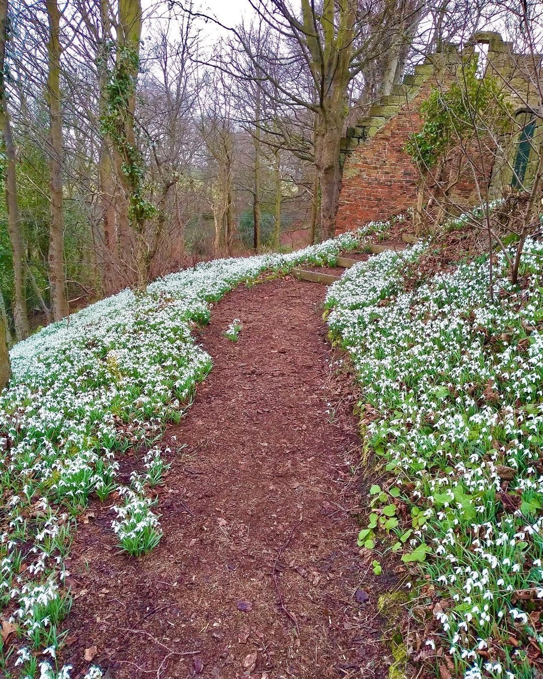 Snowdrops along a pathway at Dunimarle Castle (Scotland's Gardens Scheme/PA)