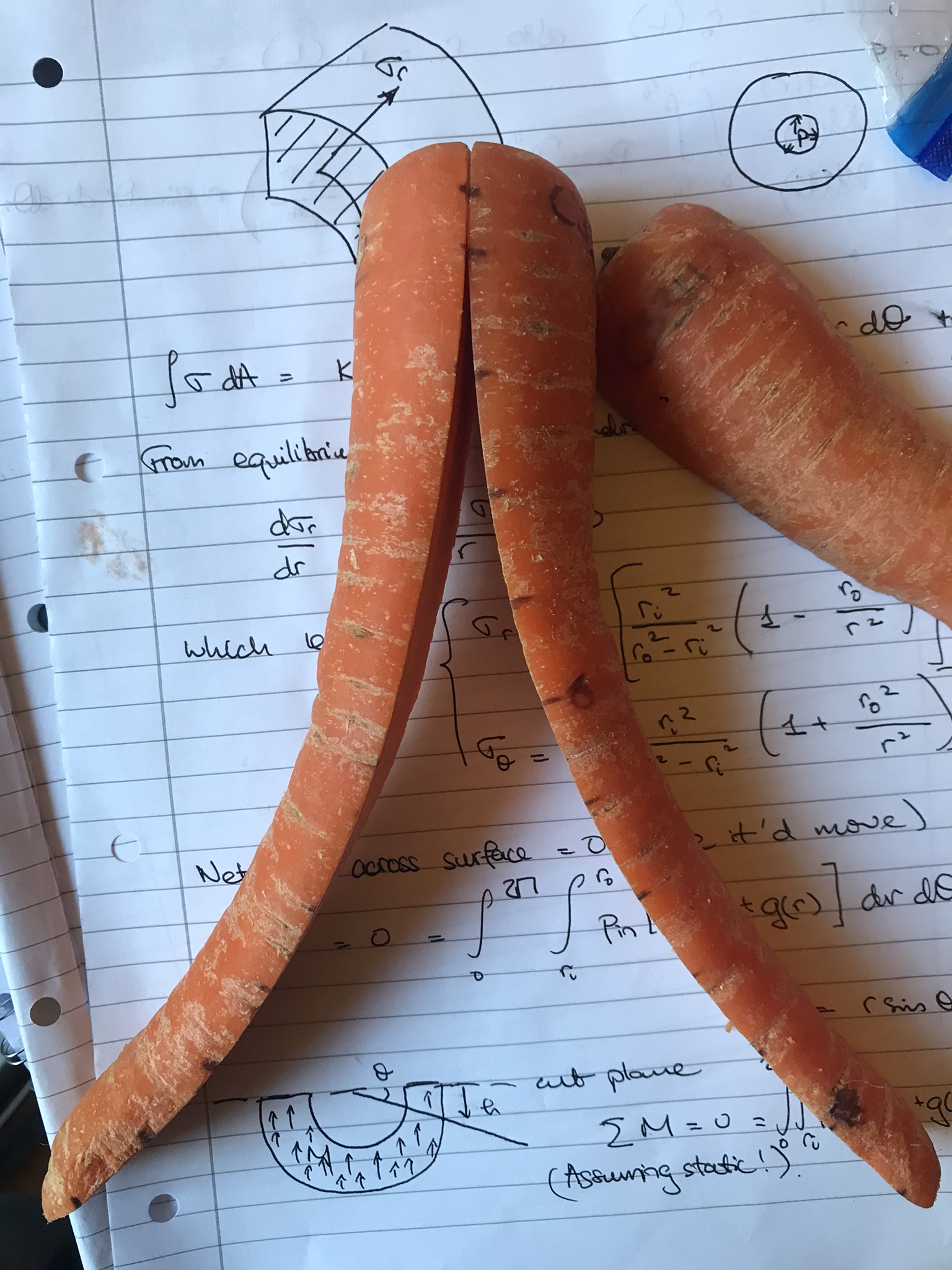 A Lancashire Nantes carrot curling outwards after being cut in half