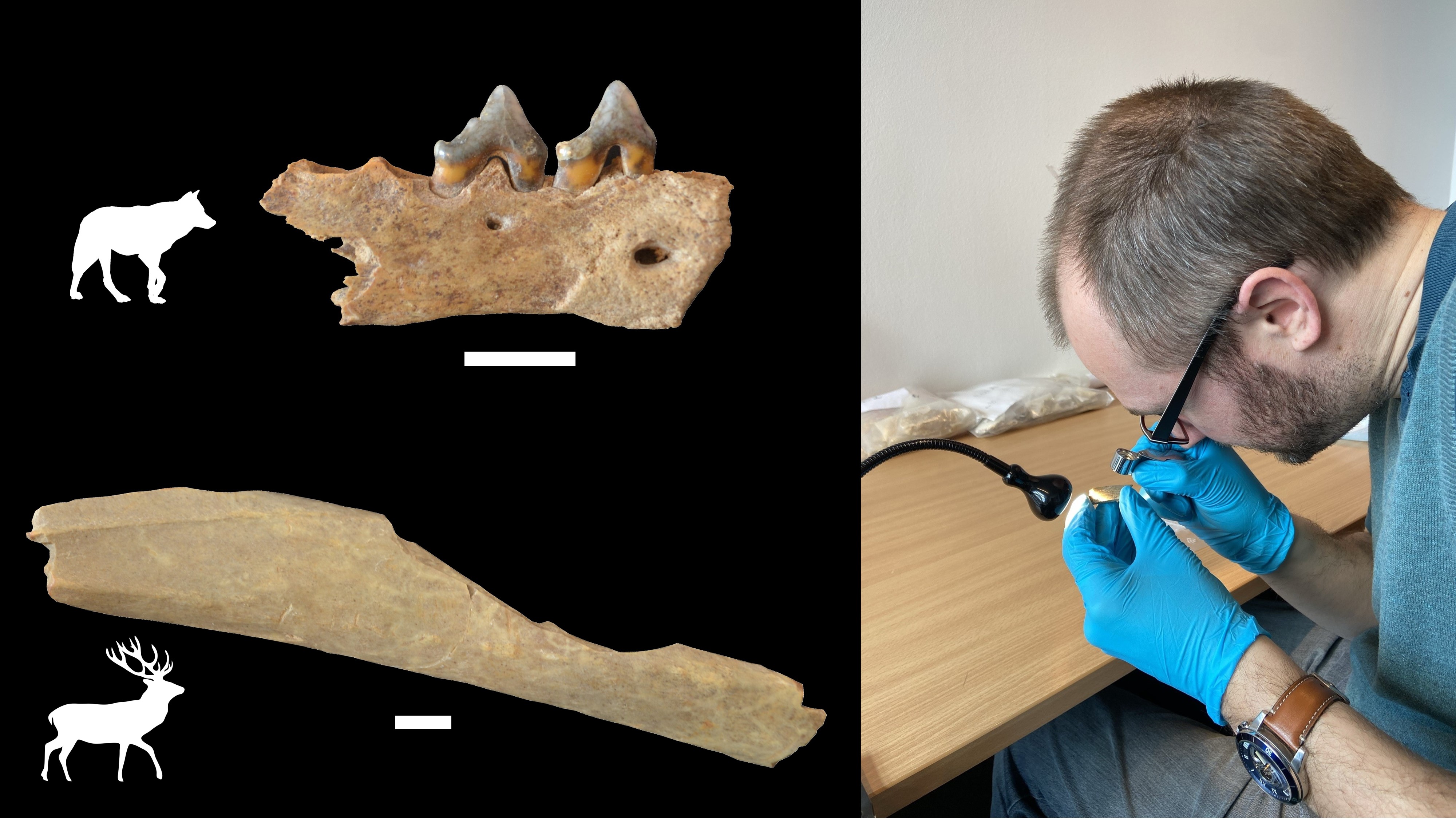 Analysis of over a thousand animal bones from Ranis showed that early Homo sapiens processed the carcasses of deer but also of carnivores, including wolf