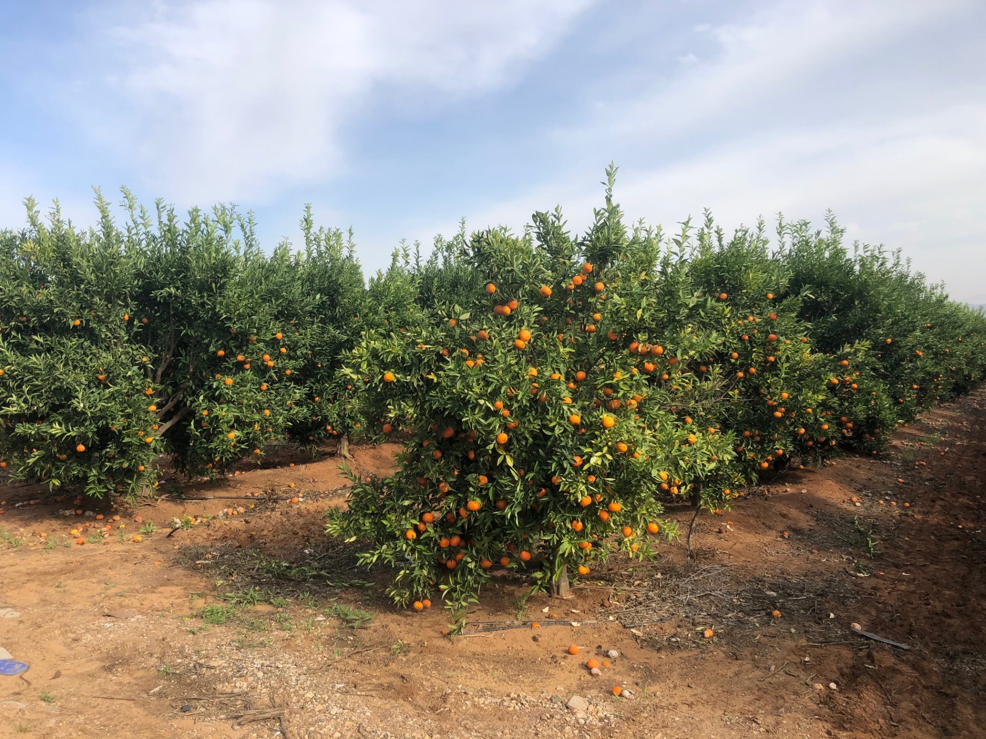 A mandarin hybrid orchard in Spain. (Tesco/ PA)