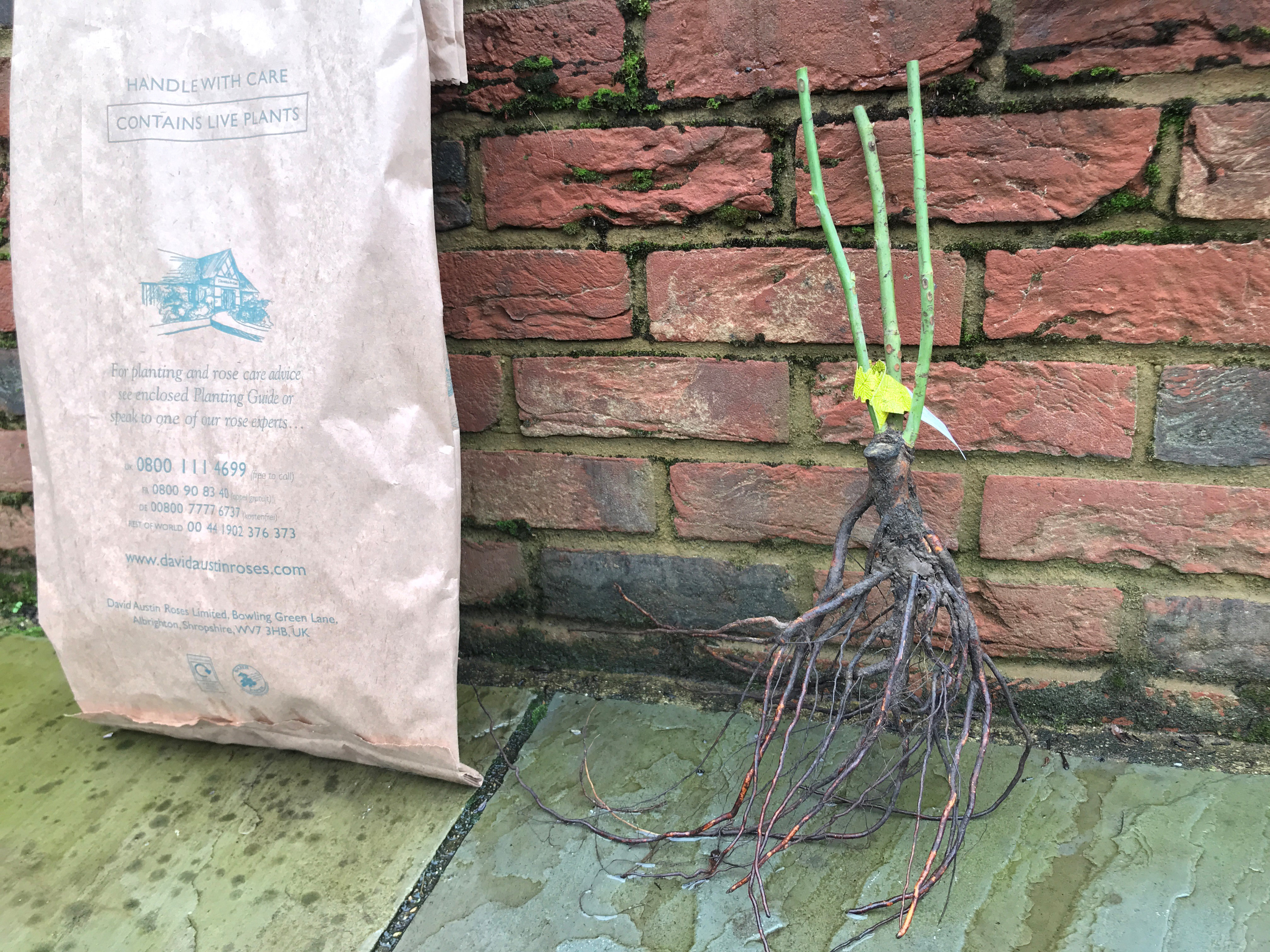 Bare root rose arrives in a bag (Hannah Stephenson/PA)