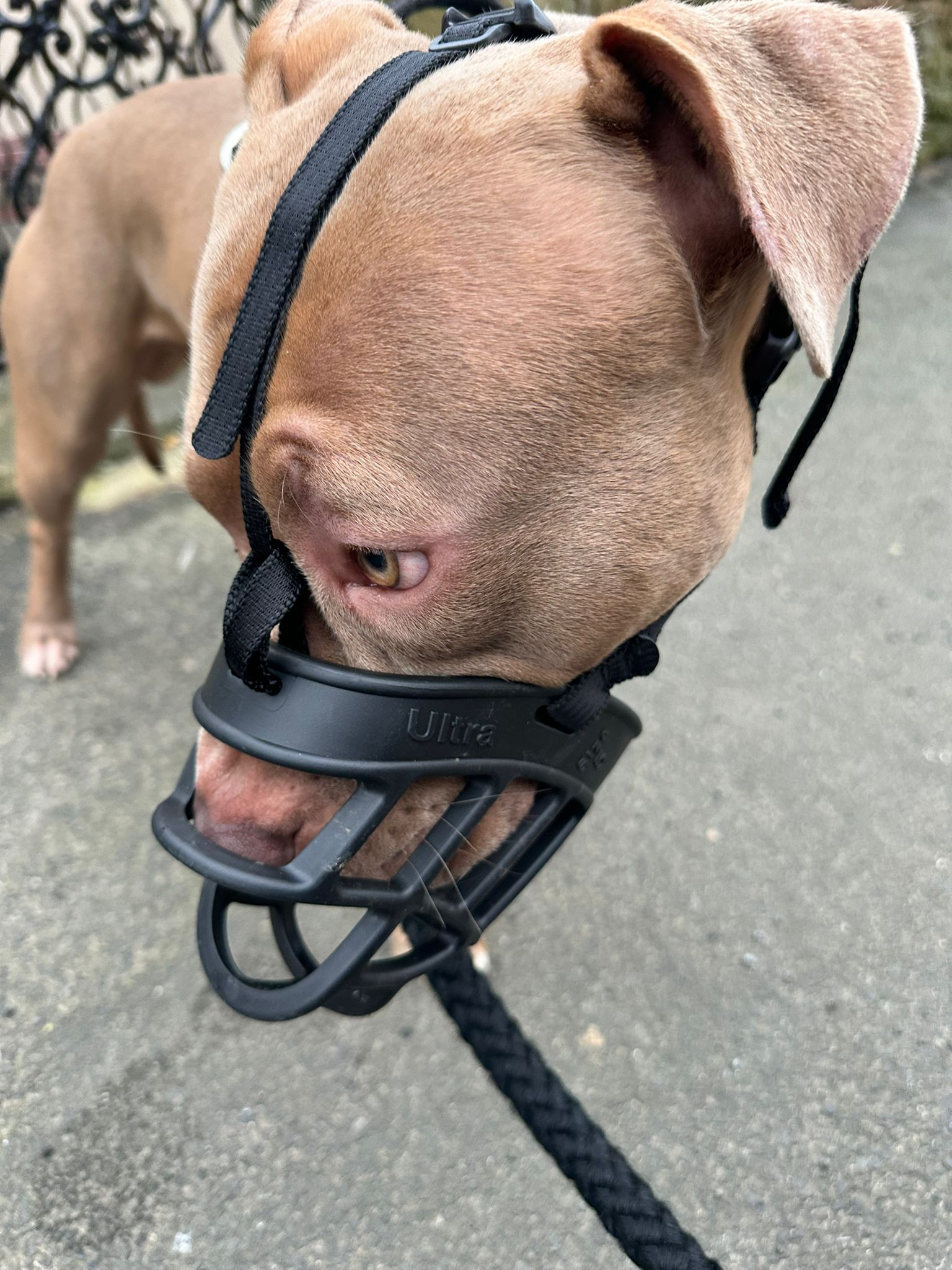 An XL bully wearing a muzzle 