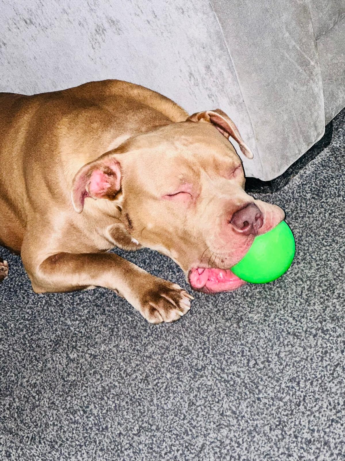 An XL bully dog asleep with a green ball in its mouth