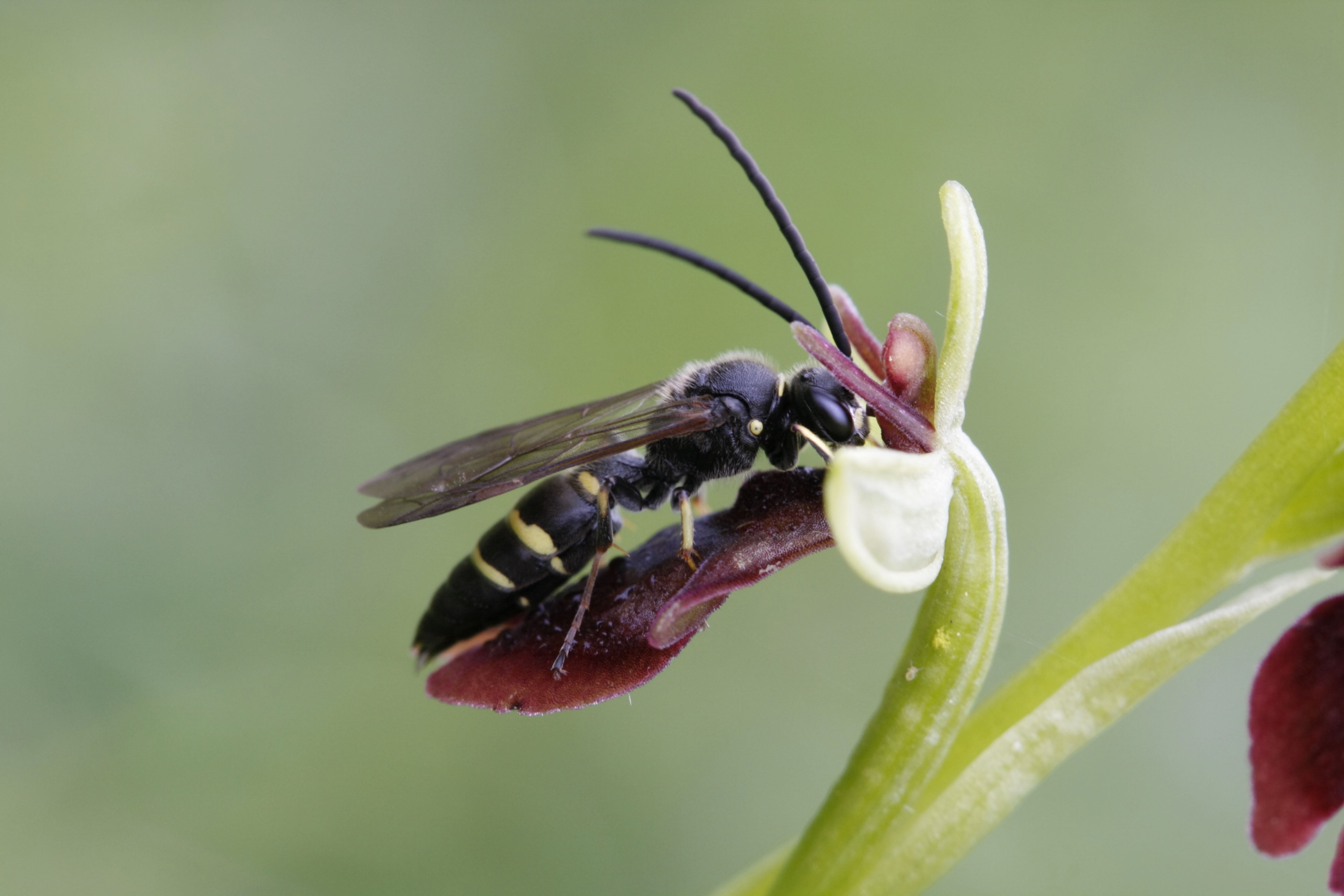A solitary wasp on a fly orchid (Alamy/PA)