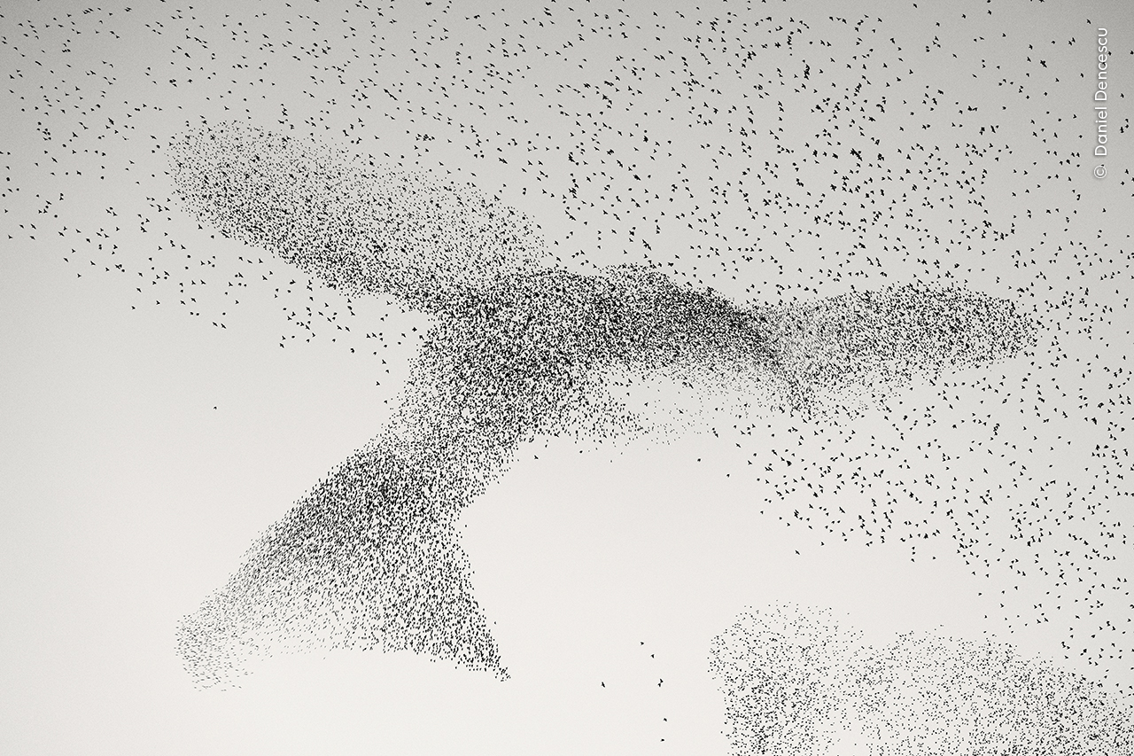 A starling murmuration forming the shape of a bird in flight in the sky