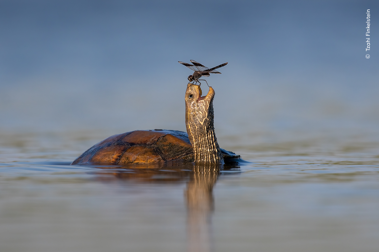 A Balkan pod turtle with a northern banded groundling dragonfly resting on its nose