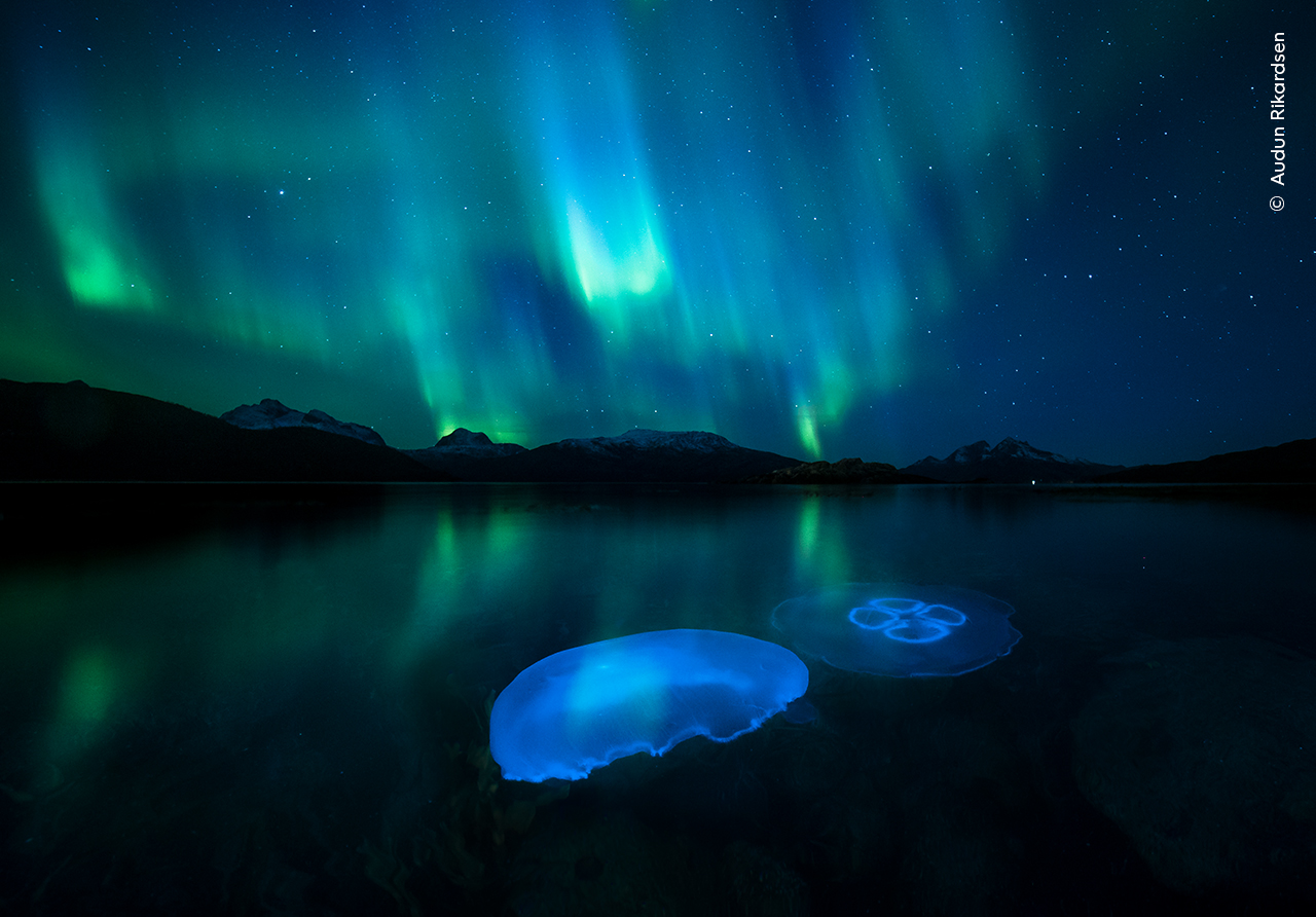 Moon jellyfish in a fjord lit by the aurora borealis