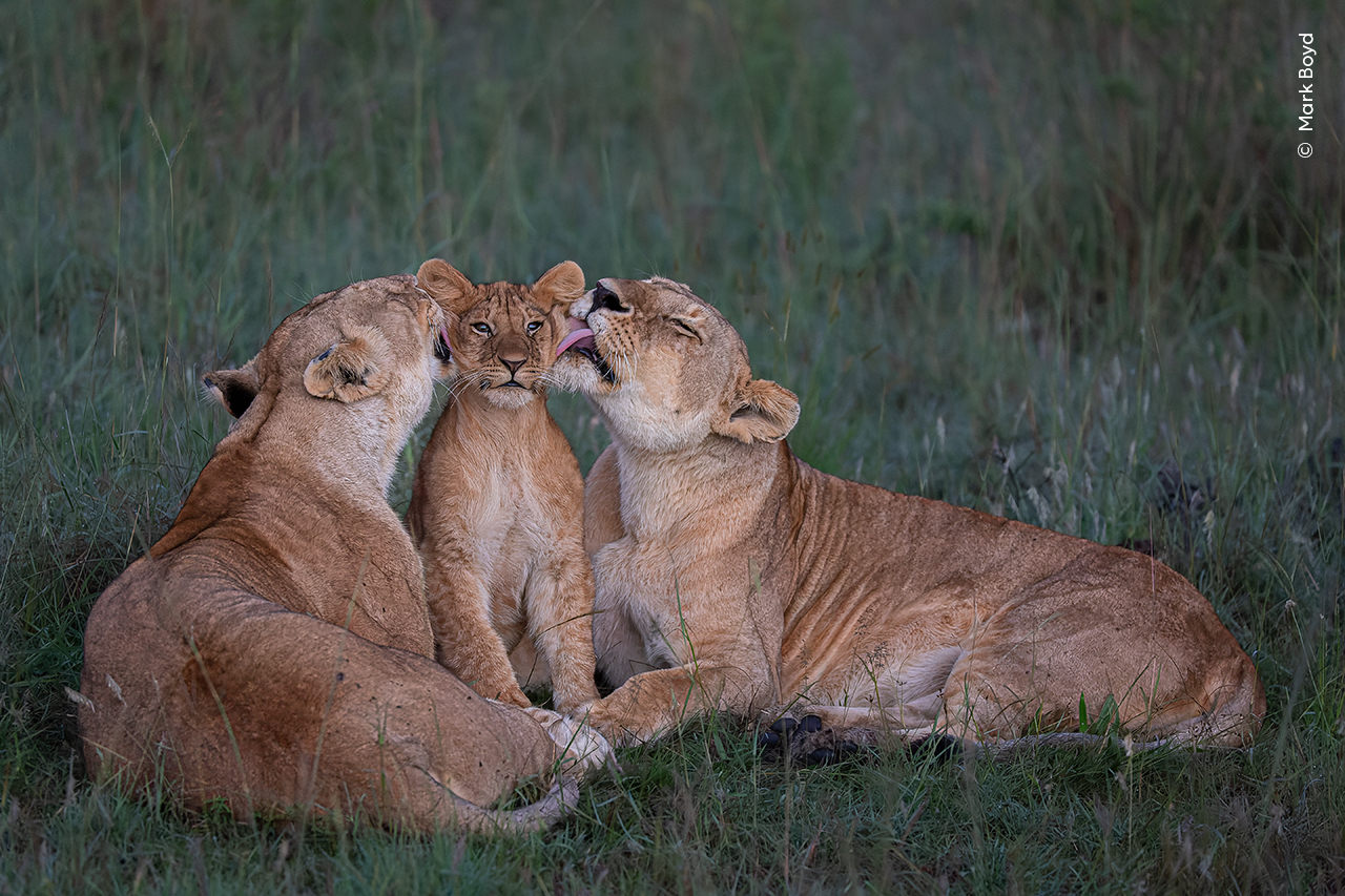 Two lionesses licking a lion cub sitting between them