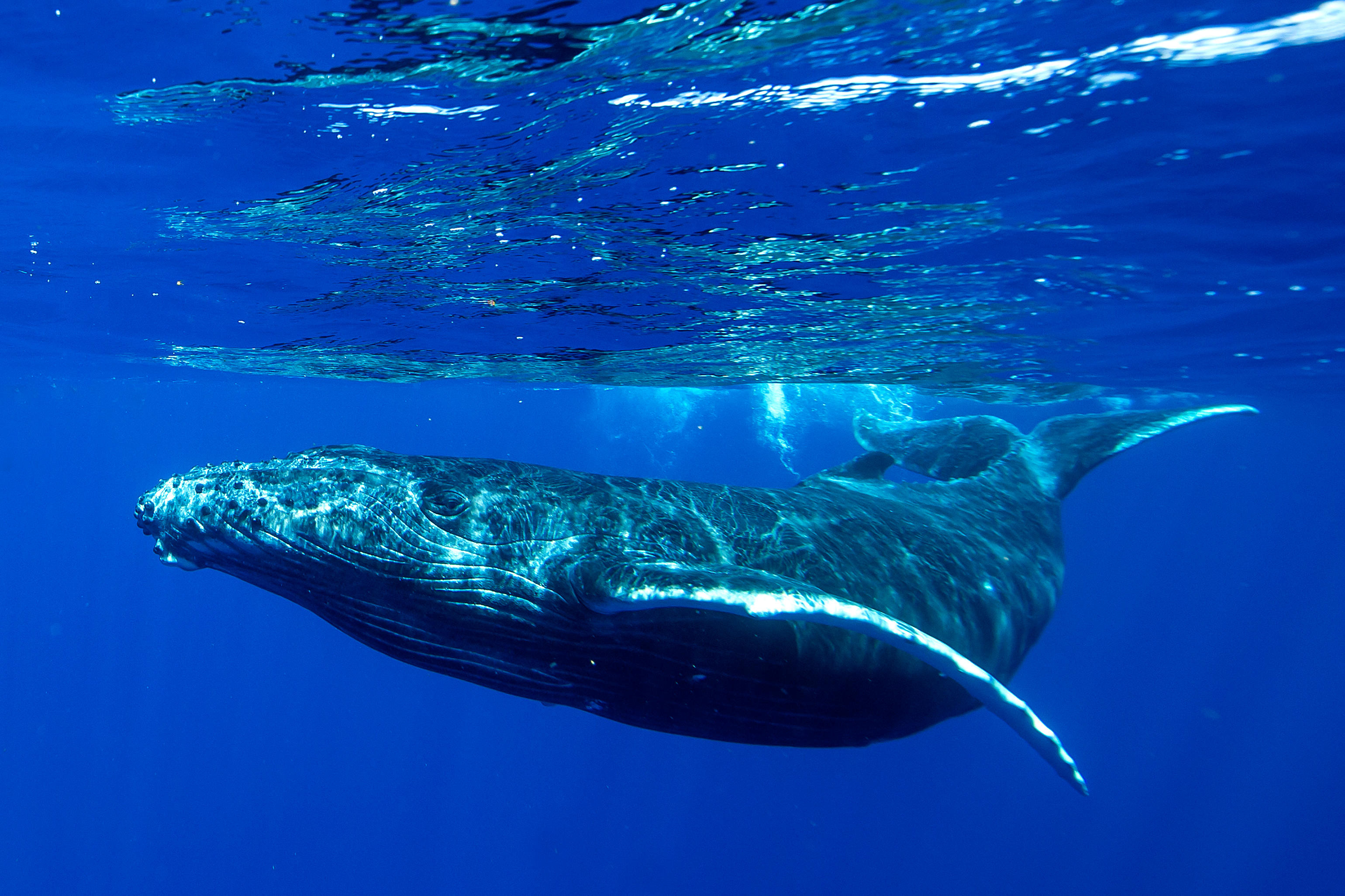 Underwater shot of a humpback whale