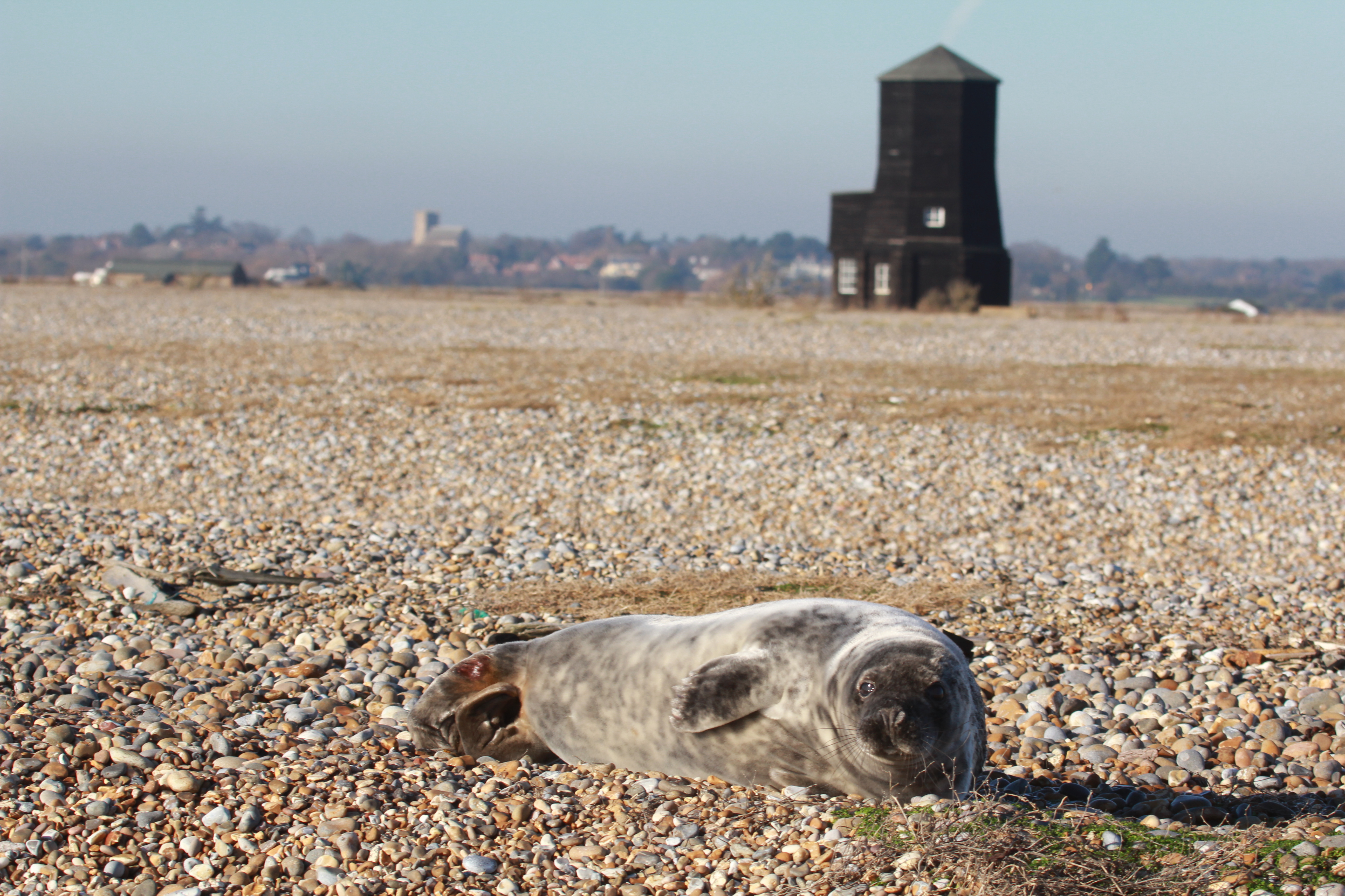 It is thought the seals may have spilled over from well-populated colonies in Norfolk to become Suffolk's first breeding colony. (Andew Capell/ National Trust/ PA)