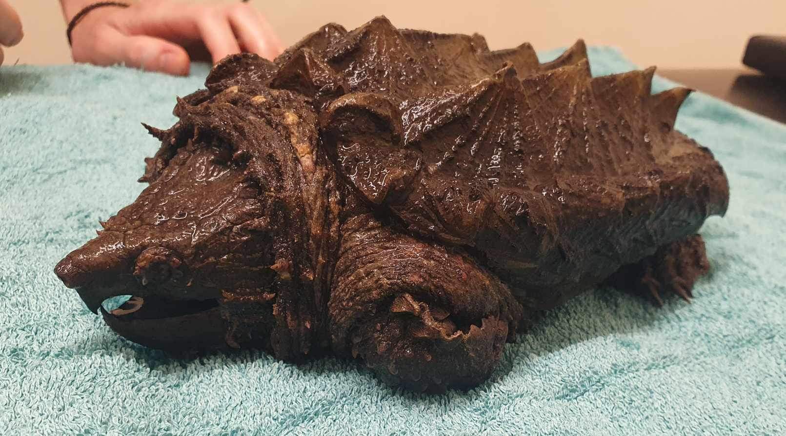 A photo of the alligator snapping turtle