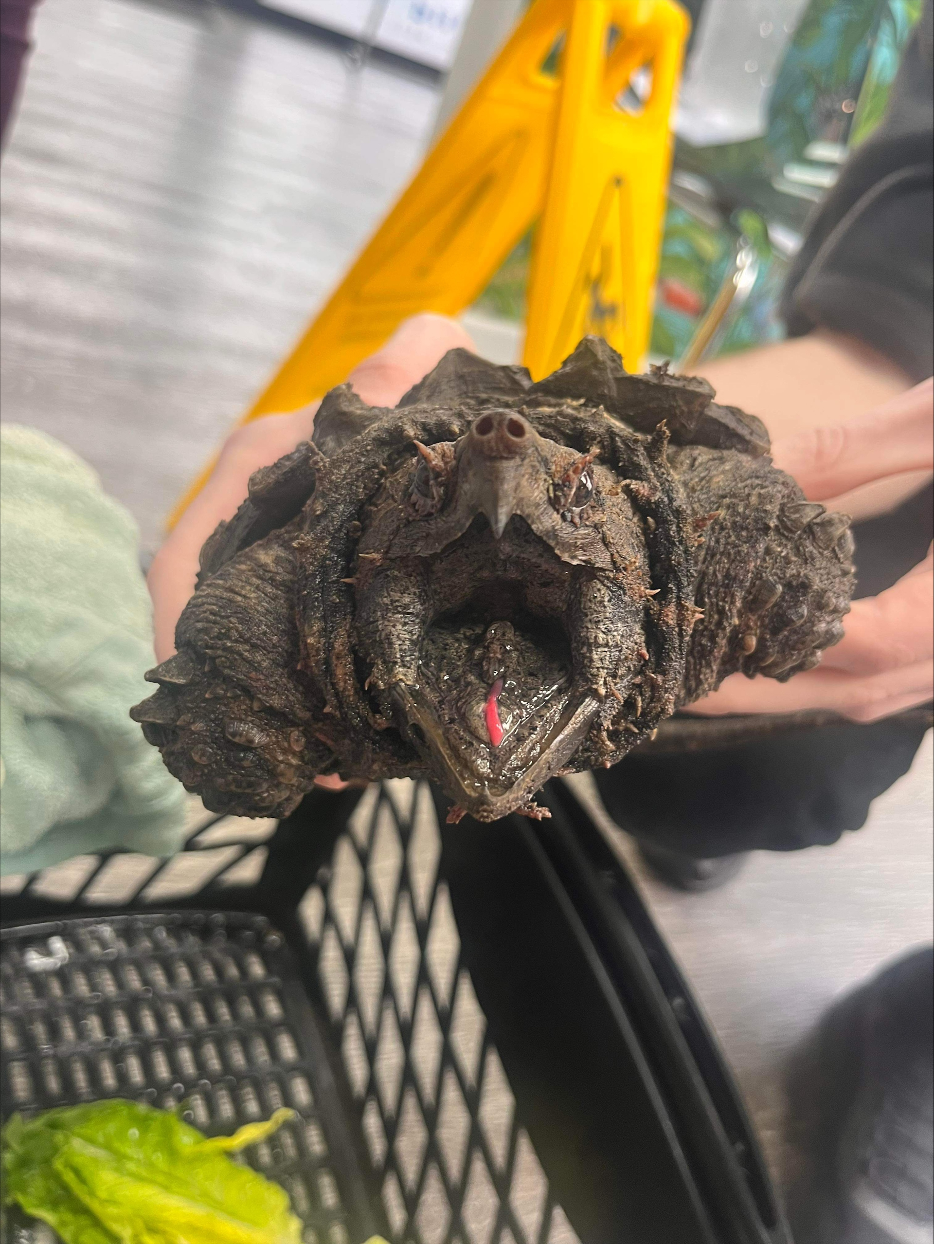 Una imagen de un cocodrilo mordiendo a una tortuga con la boca abierta.