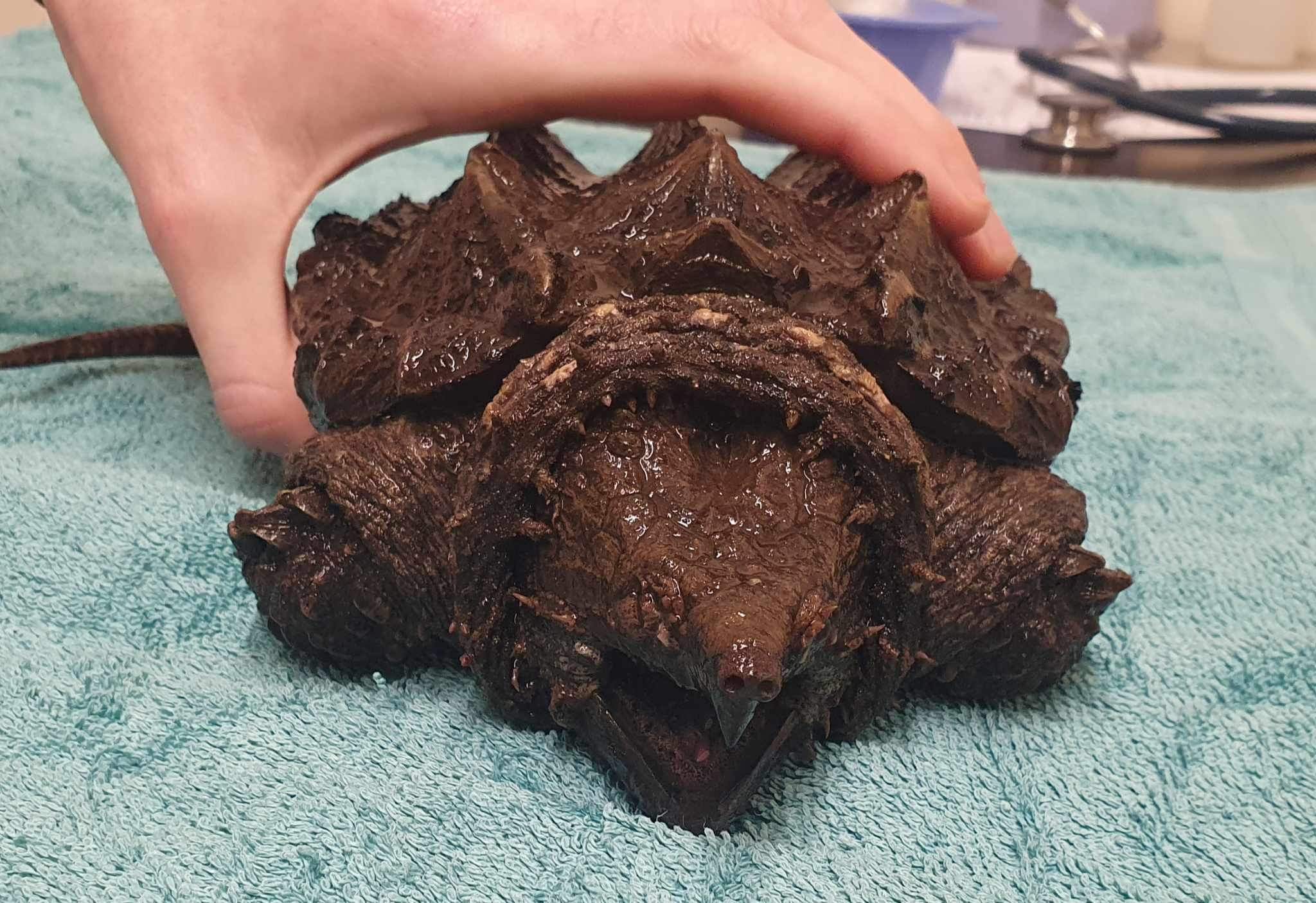 A photo of the alligator snapping turtle lying on a towel 