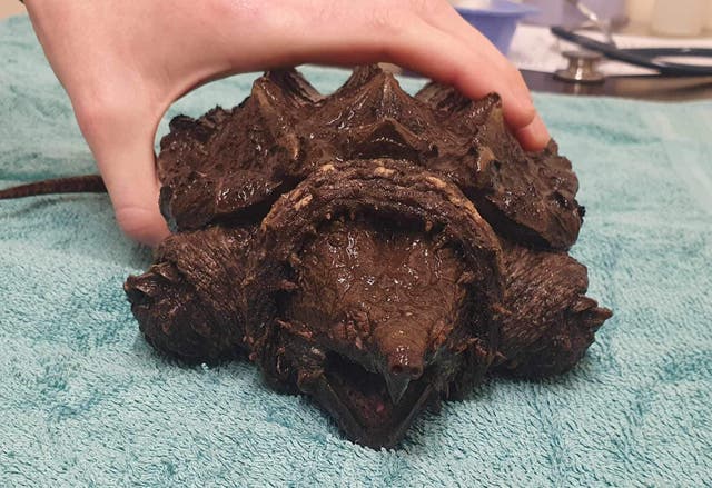 ‘Invasive’ alligator snapping turtle found in Cumbria and named Fluffy ...