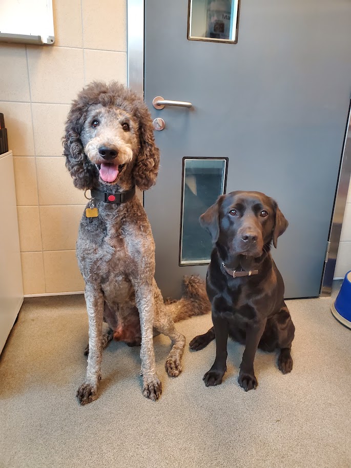 A labradoodle male and a Labrador female