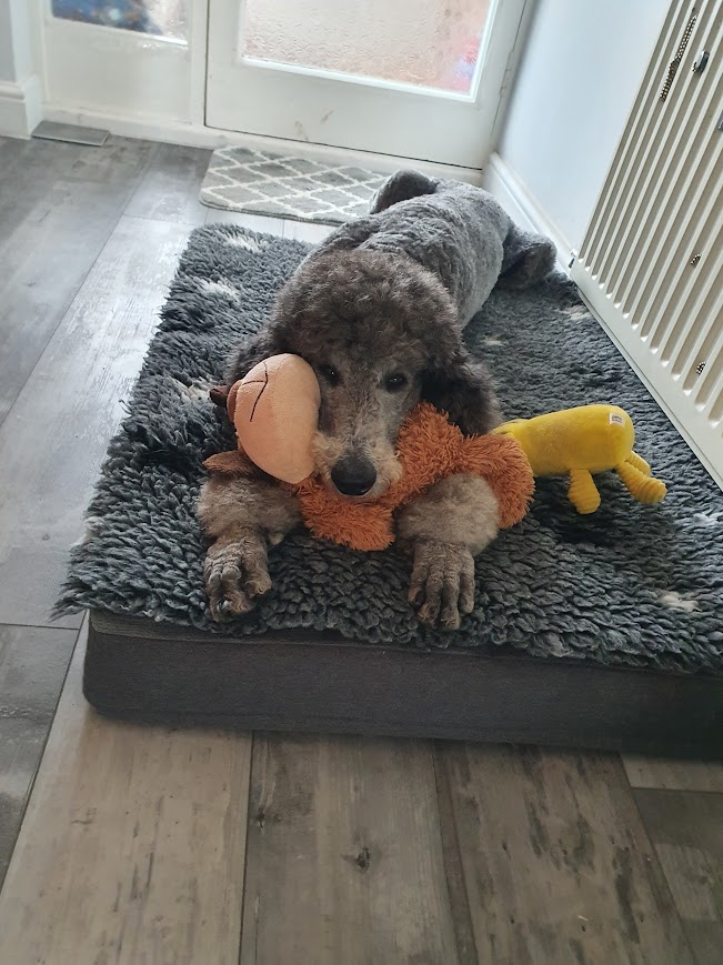 Labradoodle lies on dog bed with toys