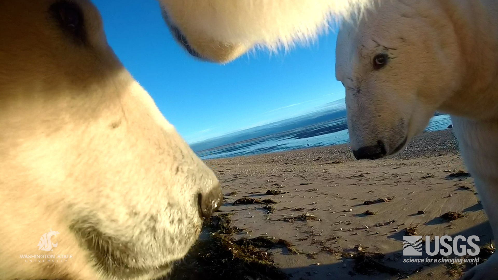 Picture from a tracking collar shows two close up of two polar bears on a beach