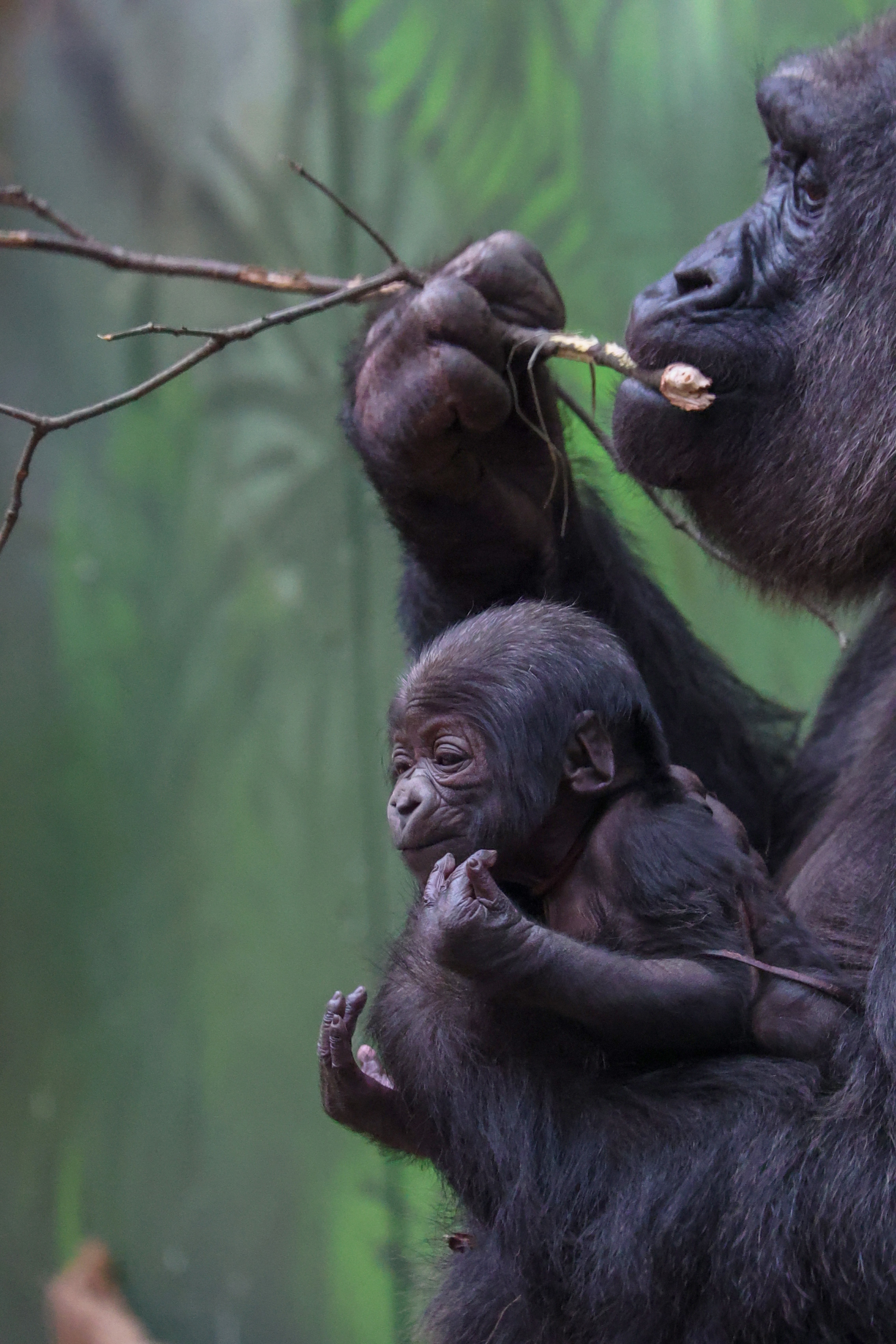 Gorilla holding baby