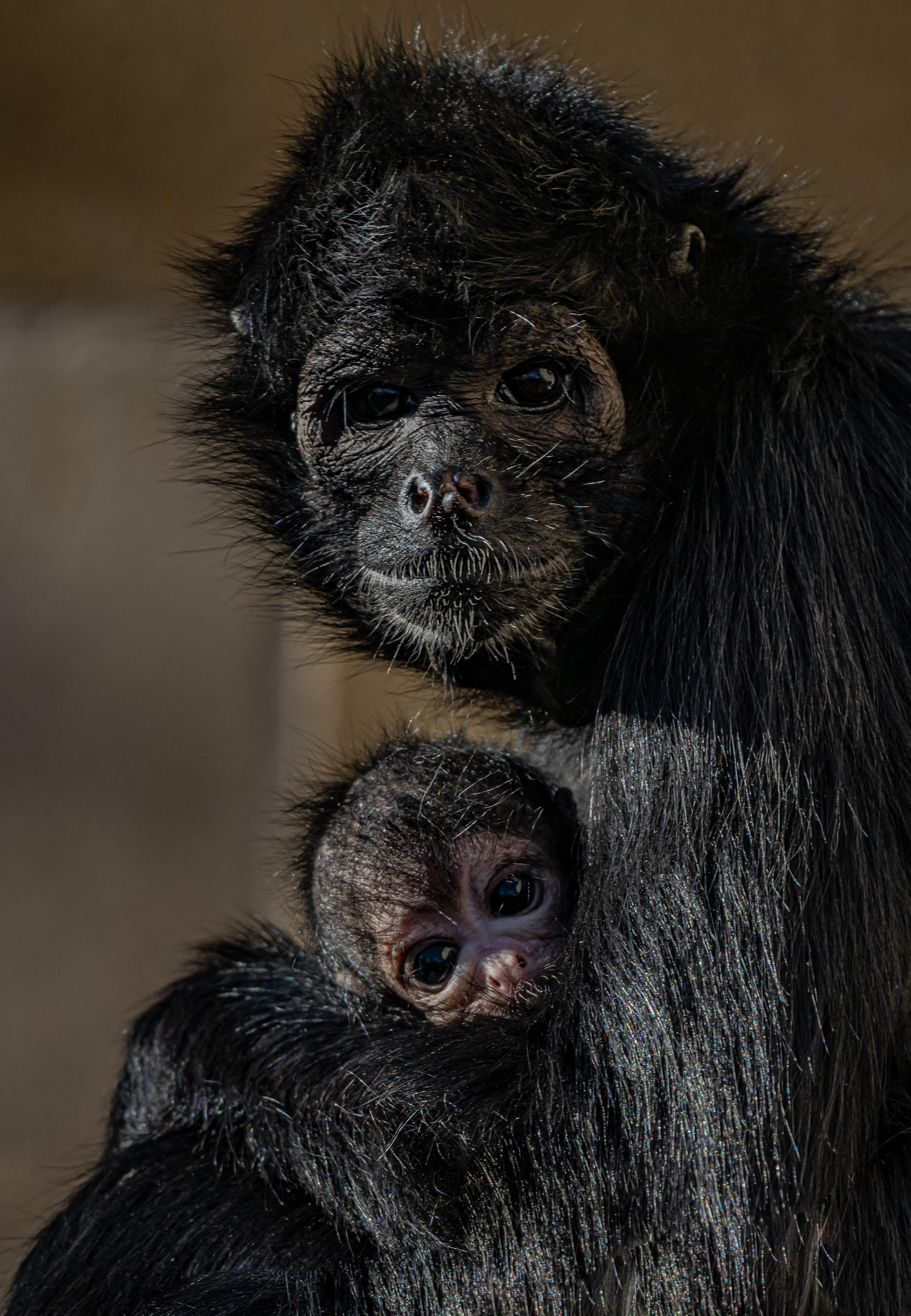 Monkey with mother 