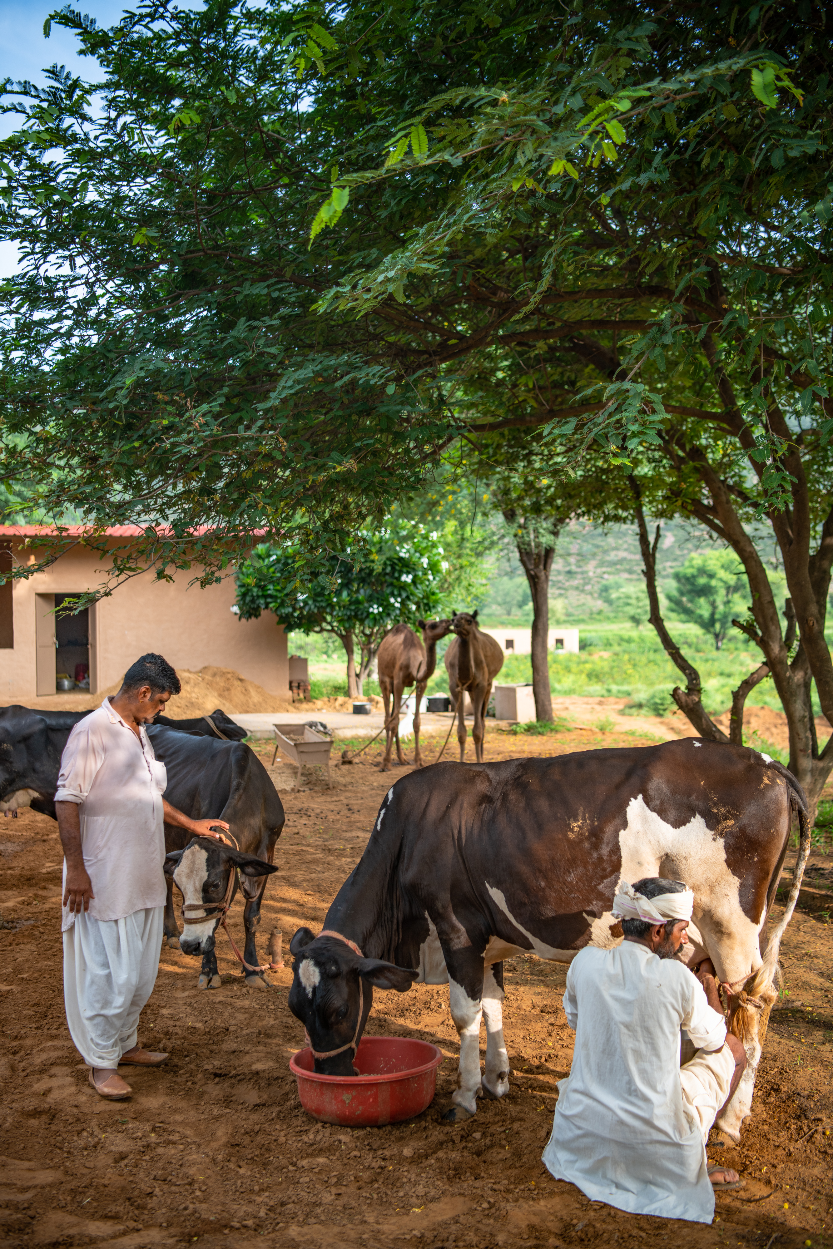 A cow-milking experience at Anopura