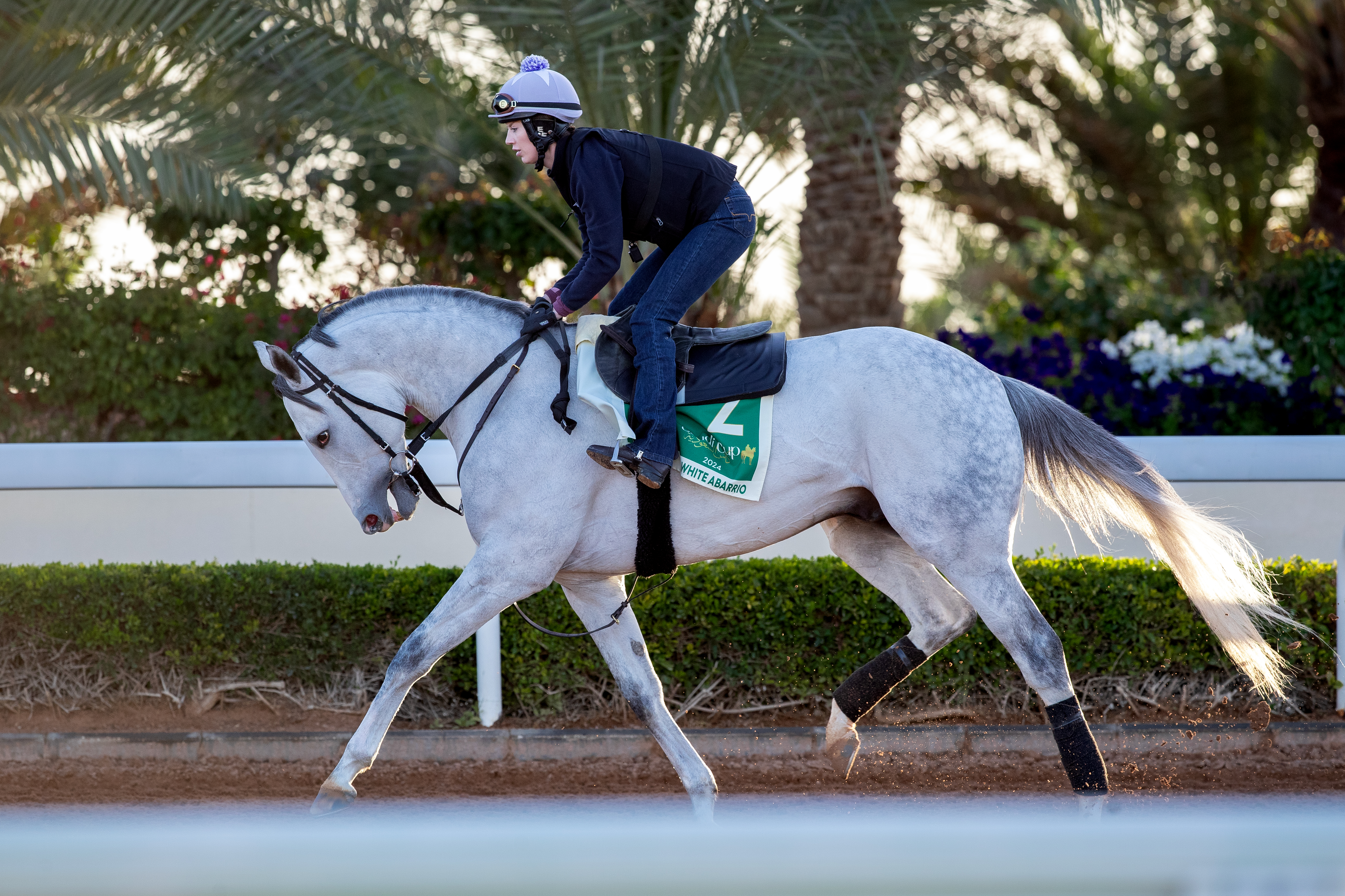 Confidence is high in the Saudi Cup chance of White Abarrio