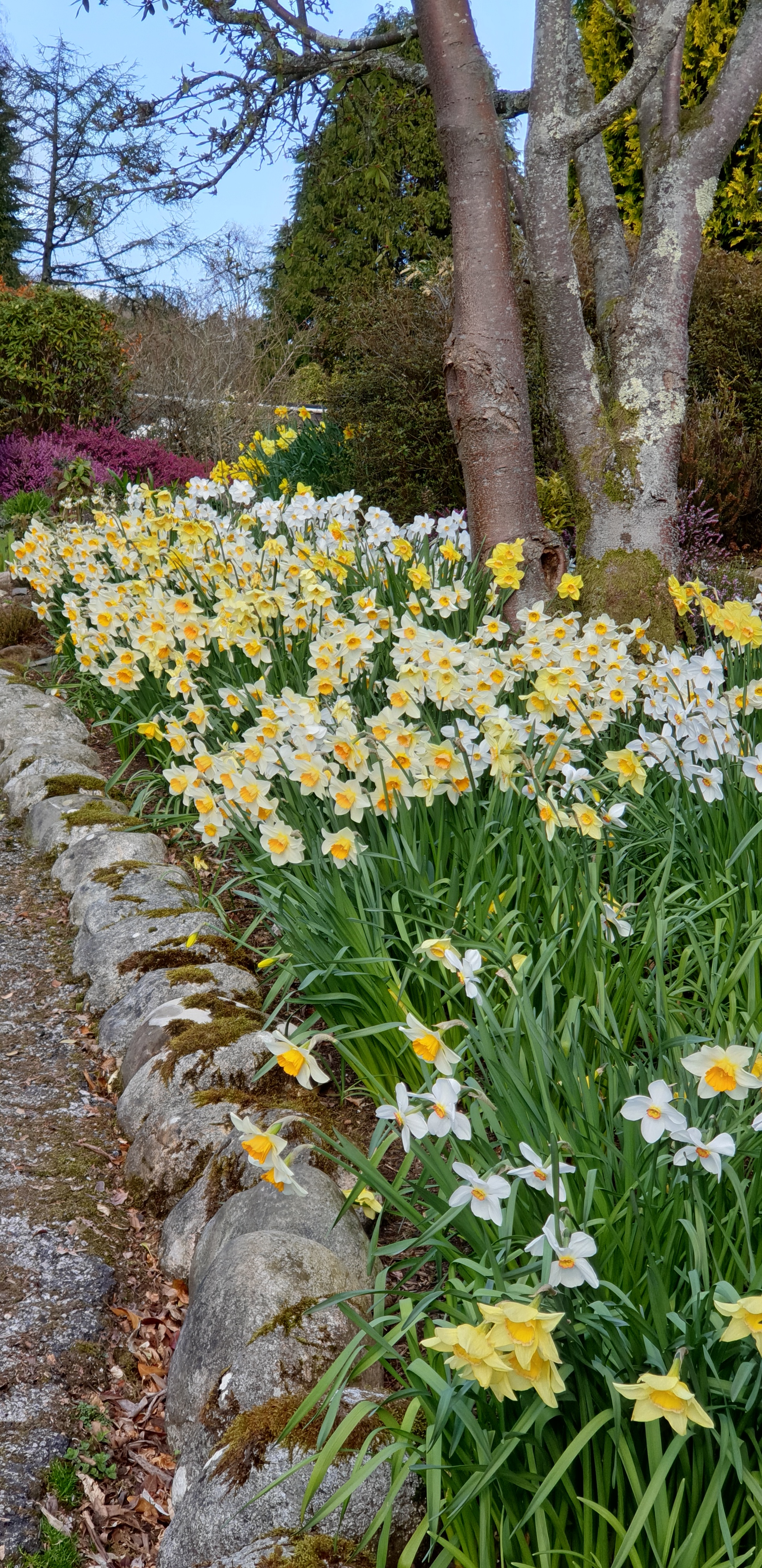 Daffodils at Tal-y-Fan (Scotland's Gardens Scheme/PA)