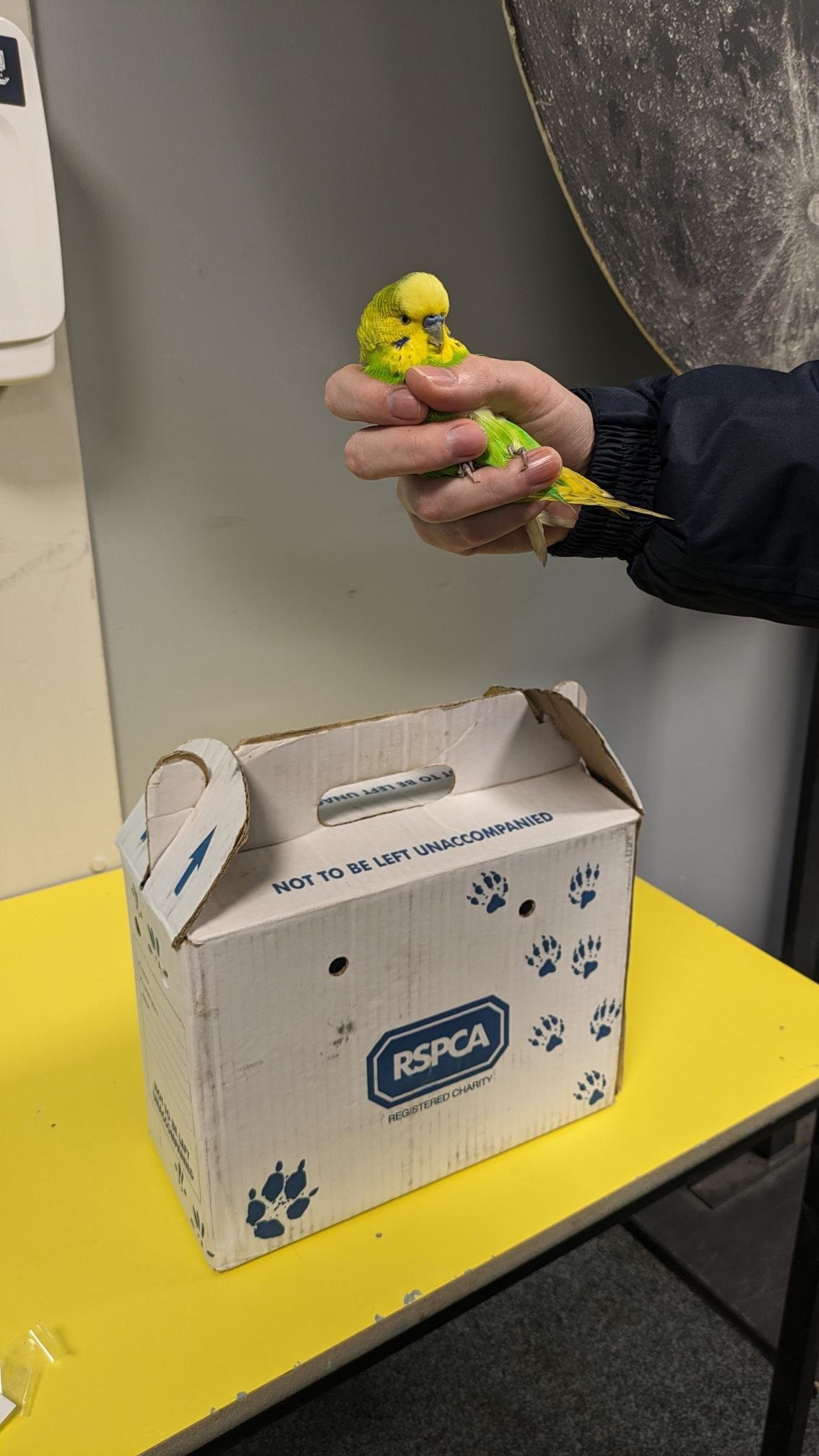 Yellow and green budgie held in a person's hand after being rescued
